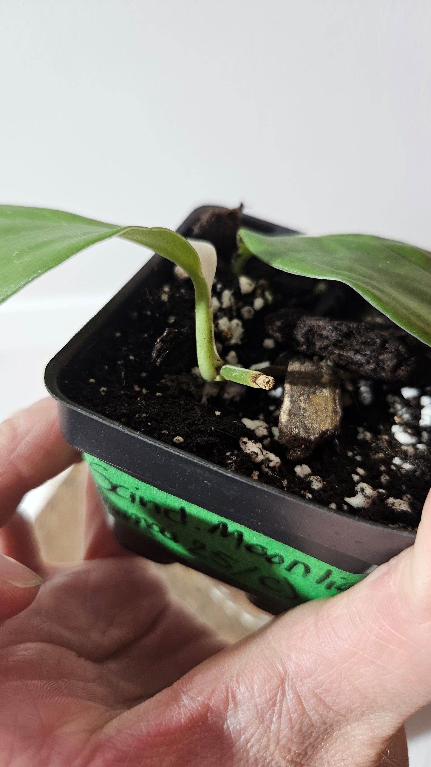 Scindapsus Moonlight Albo (SCI-977)