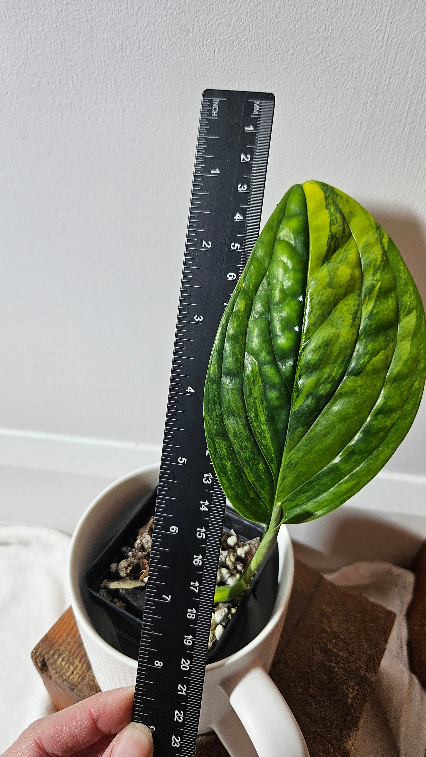 Monstera Karstenianum/Peru Variegata (MON-465)