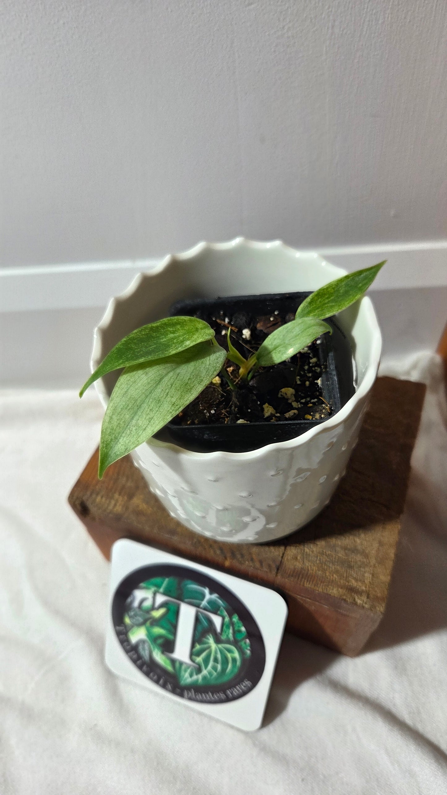 Philodendron Florida Ghost (PHI-622)