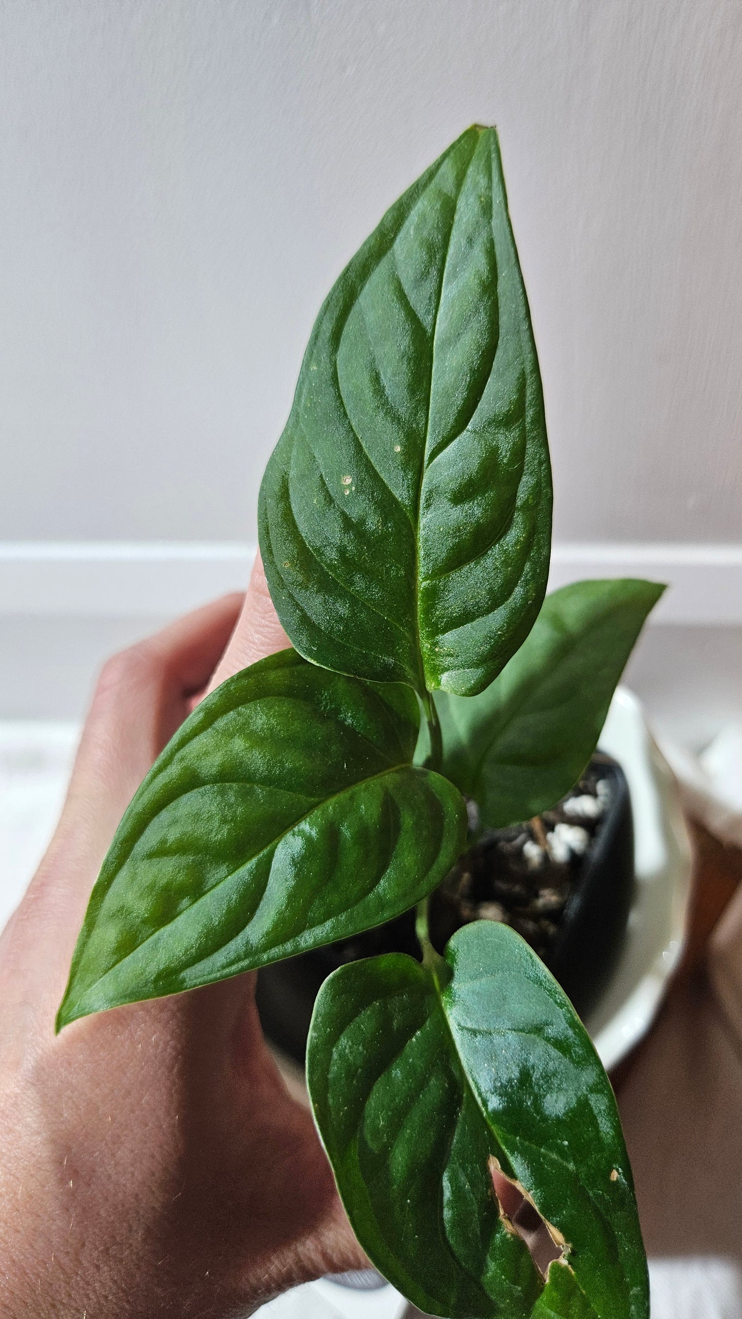Monstera Obliqua Aff Esmeraldense Golden (MON-440)