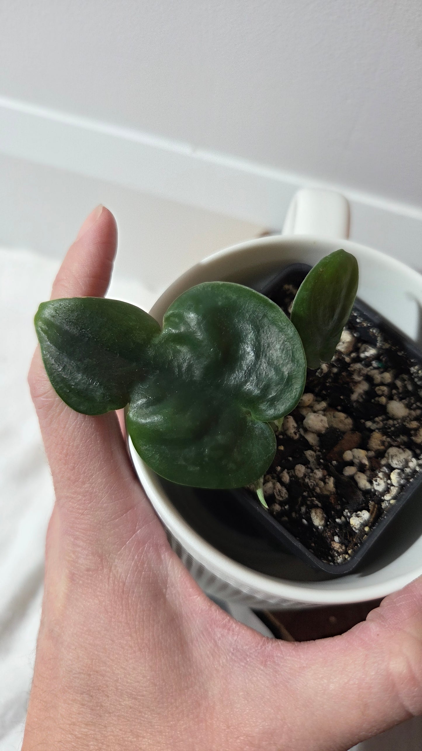 Scindapsus Dark Cloud (SCI-1383)