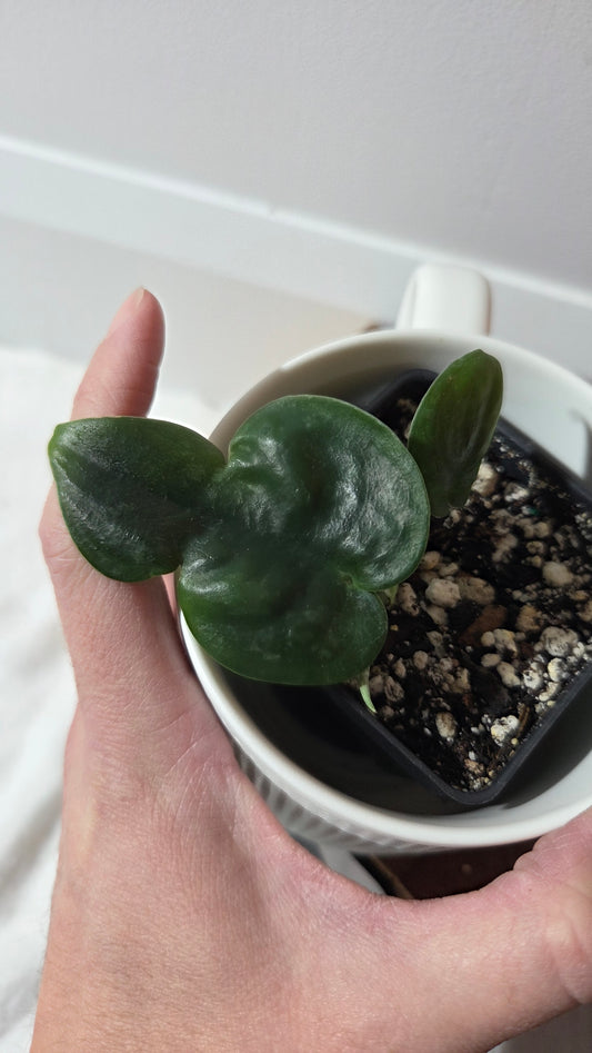 Scindapsus Dark Cloud (SCI-1383)