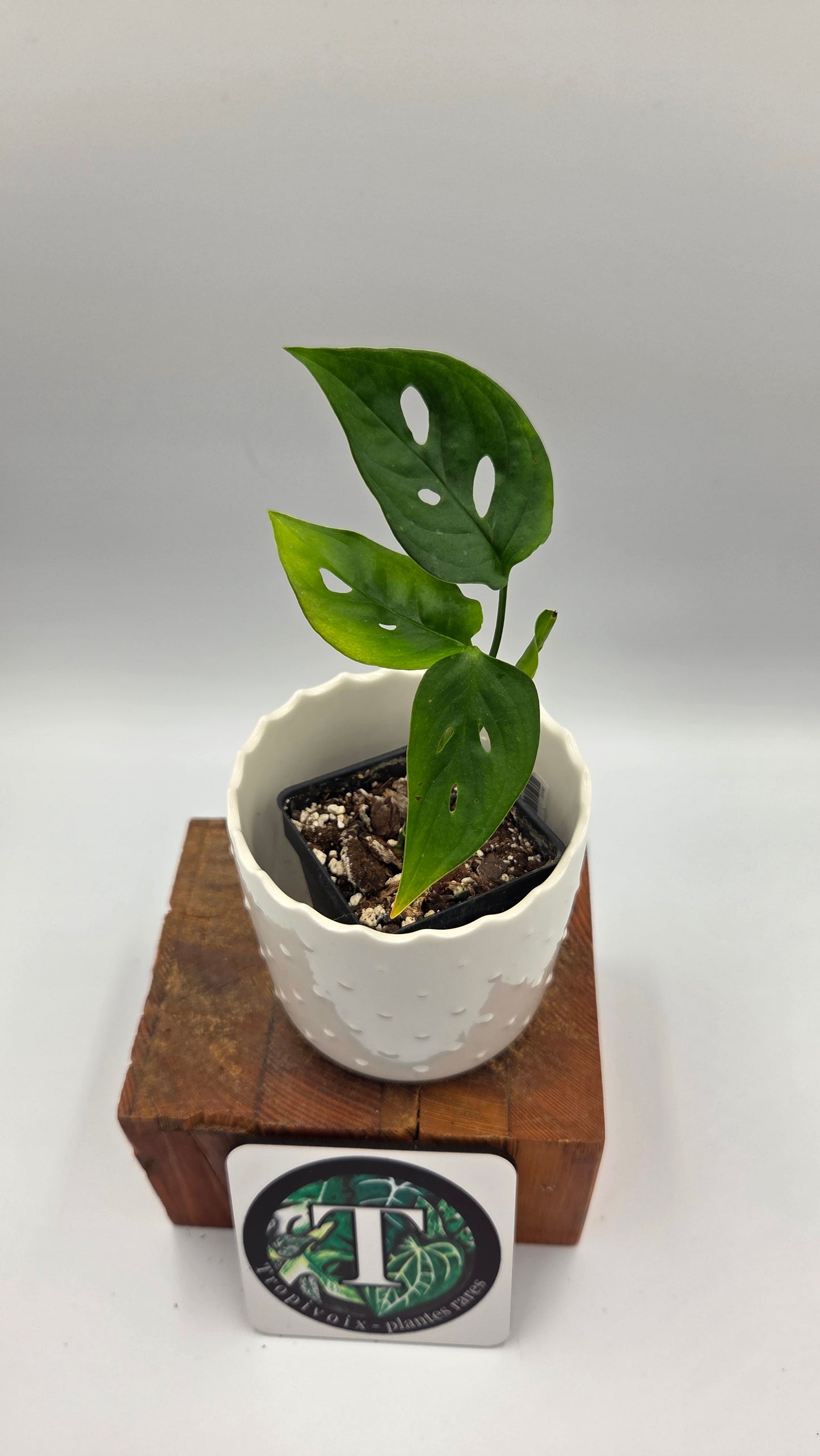 Monstera Obliqua Aff Tamarindo (MON-553)