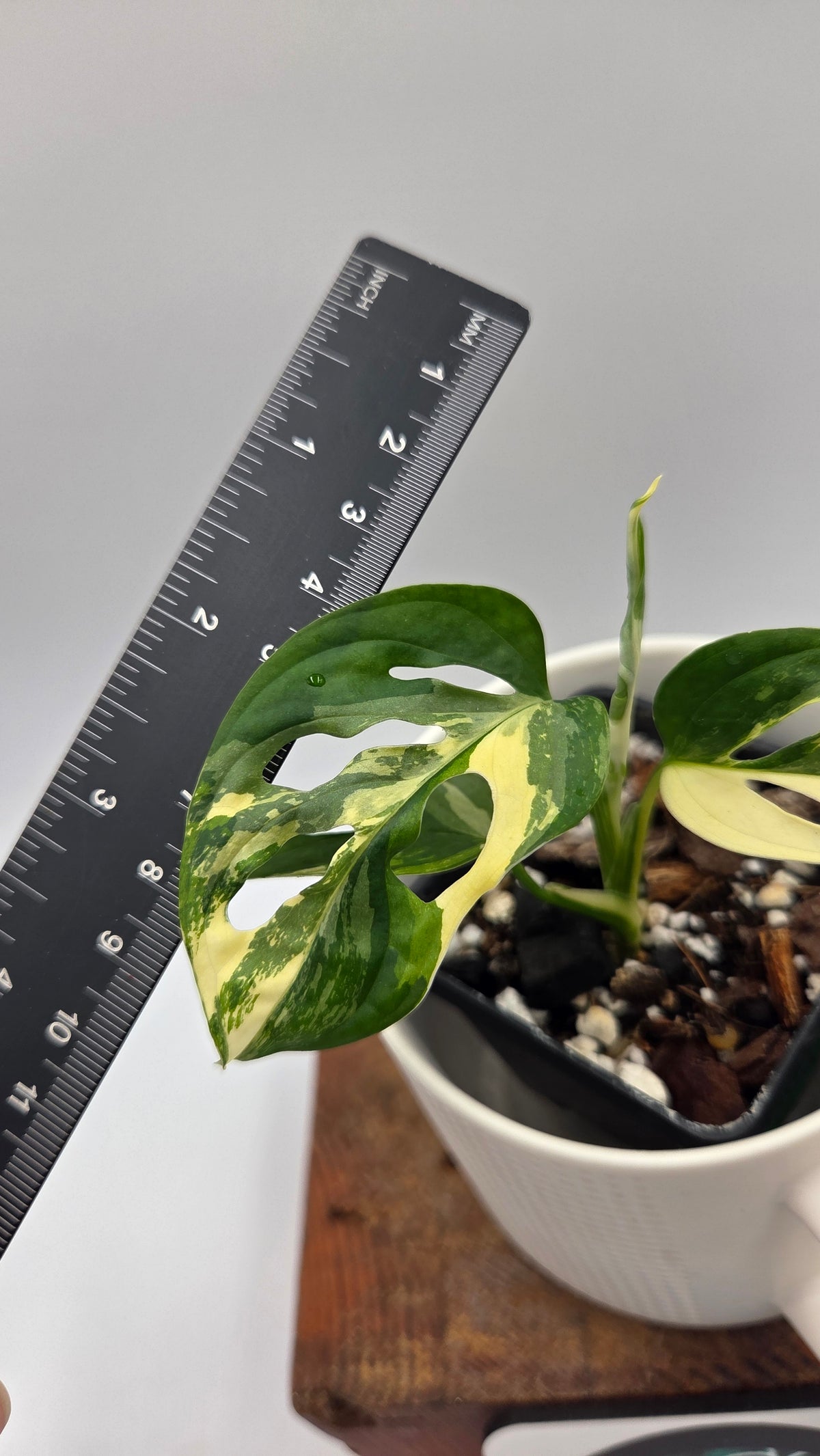 Monstera Andasonii Tricolore (MON-579)
