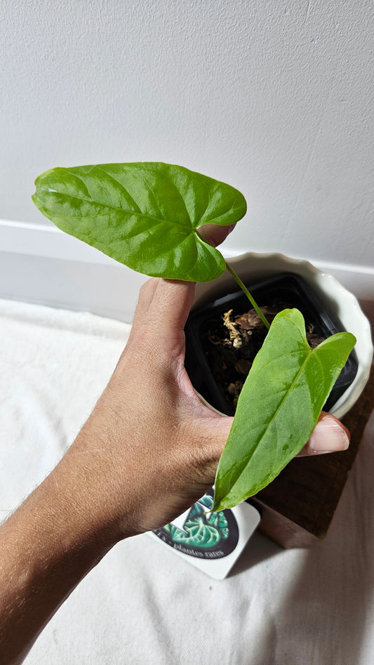 Anthurium Balaoanum "format PETIT" (ANT-555)