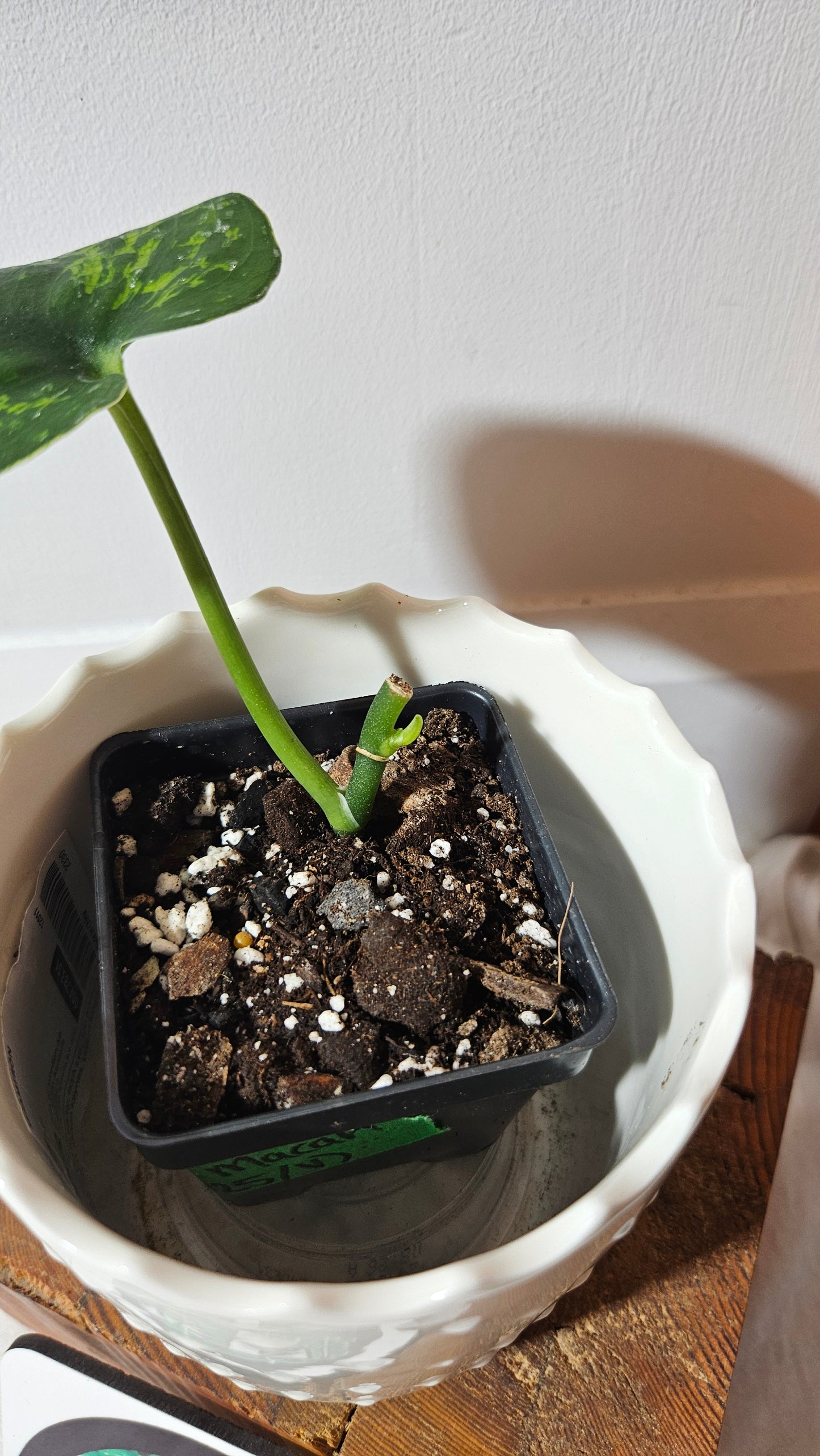 Scindapsus Macan (SCI-1005)