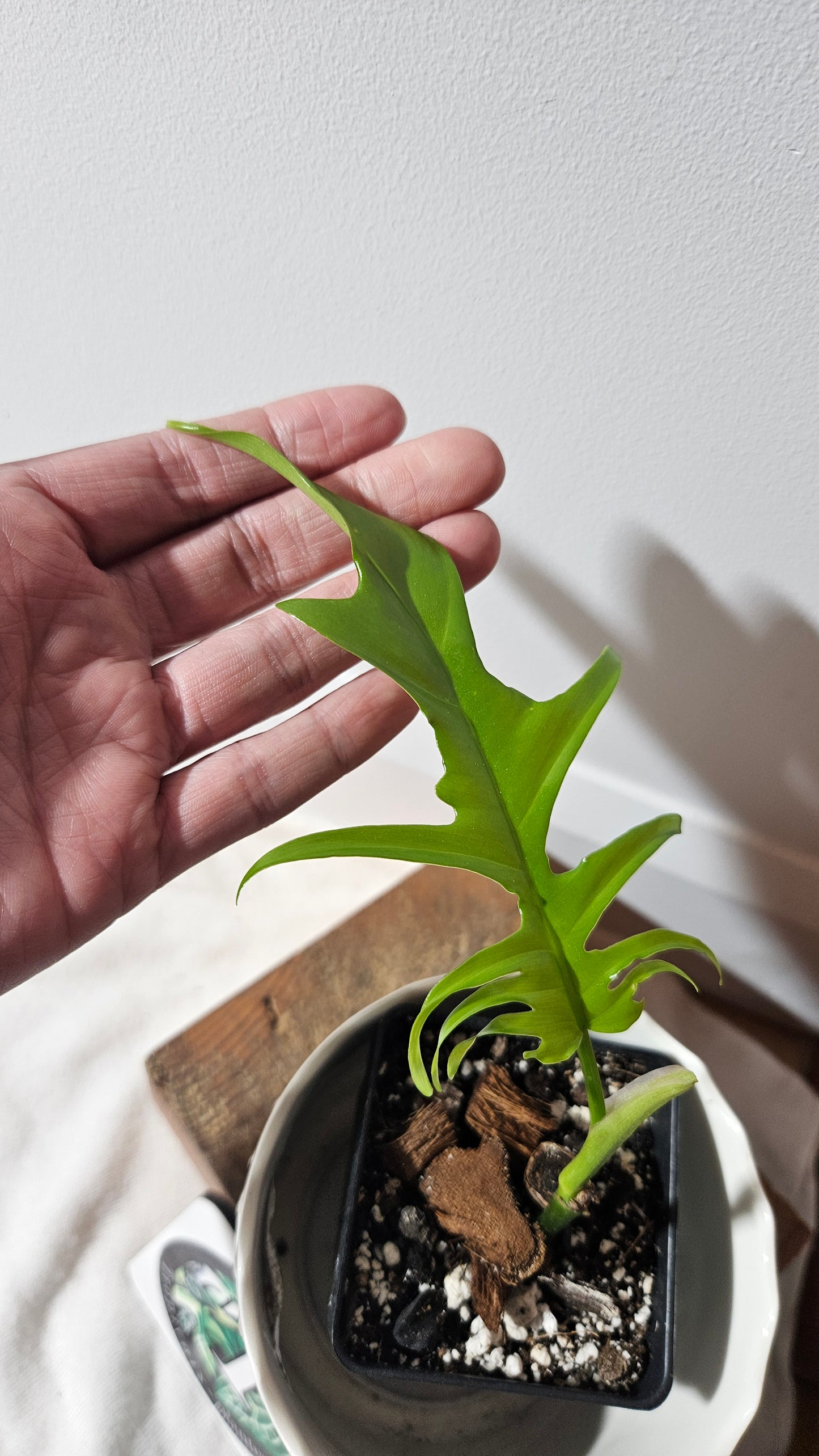 Philodendron Florida Beauty X Tortum REVERT(PHI-759)
