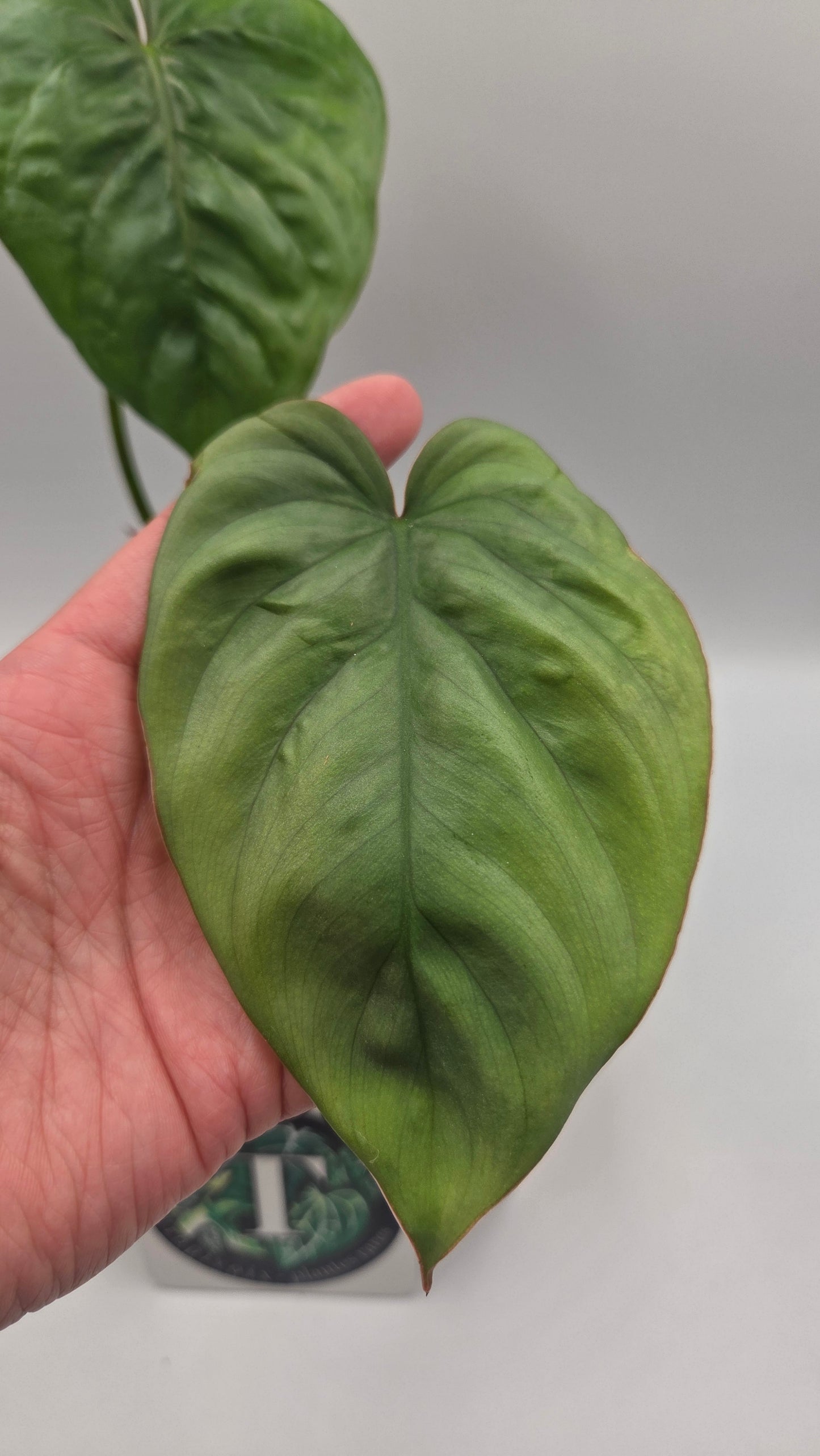 Philodendron Aff Colombia (PHI-640)
