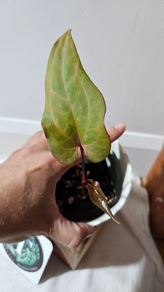 Anthurium Red Stem  "format PETIT" (ANT-515)