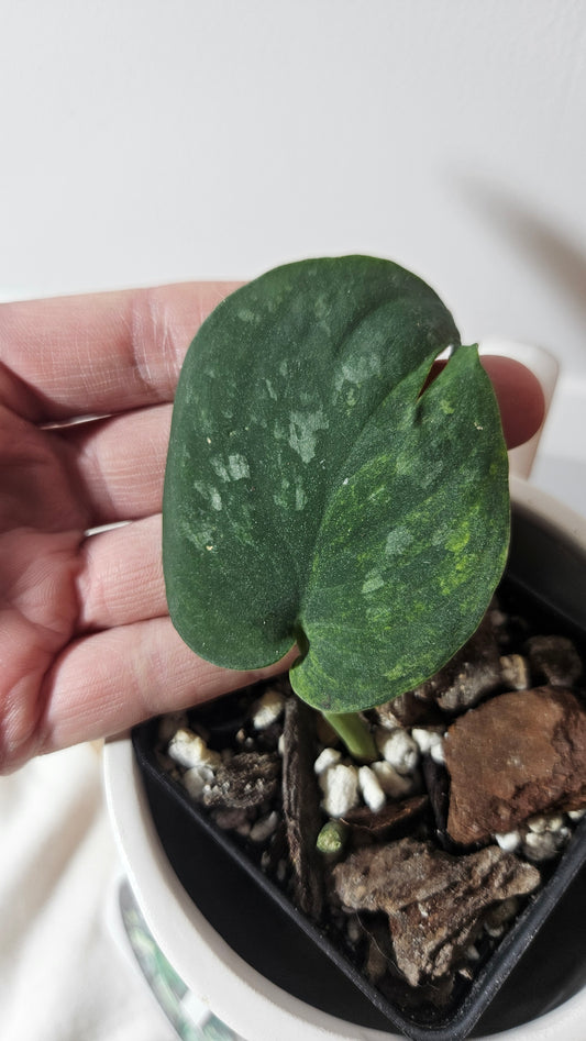 Scindapsus Silver Splash "Green on Green" Variegata (SCI-663)