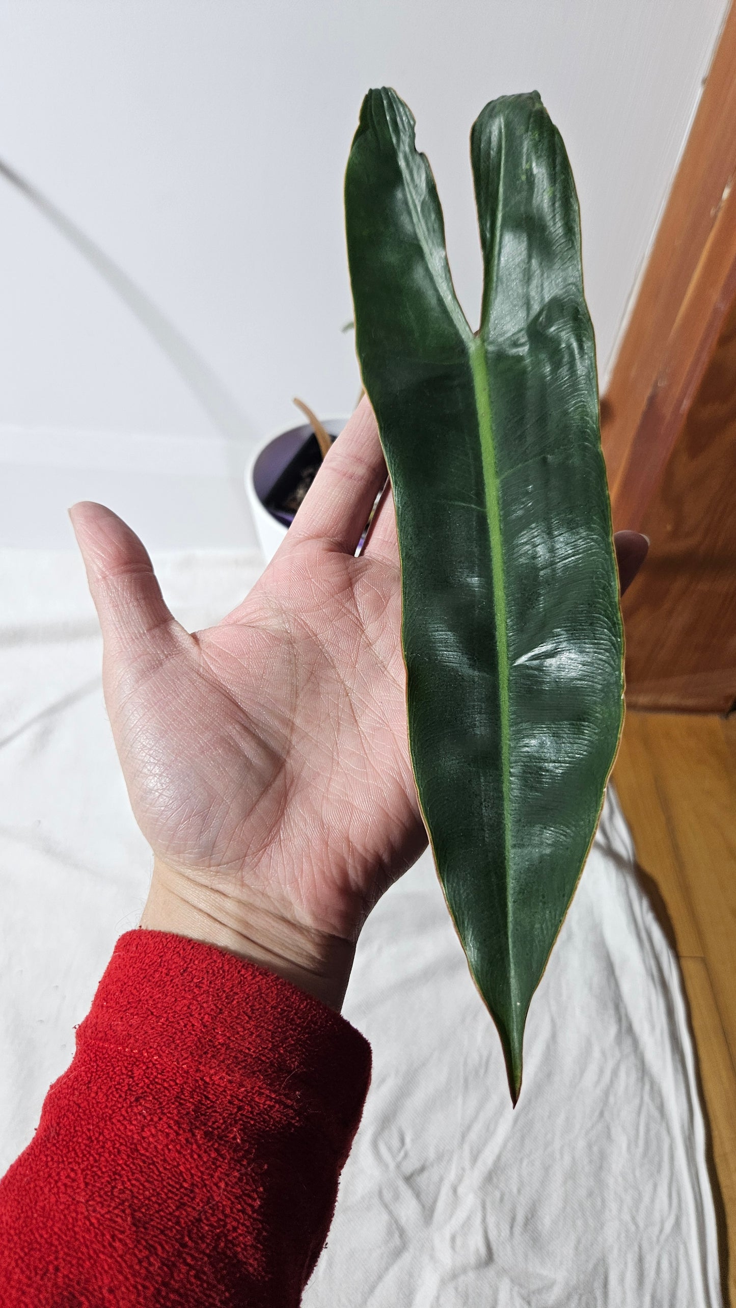 Philodendron Billietiae (PHI-801)