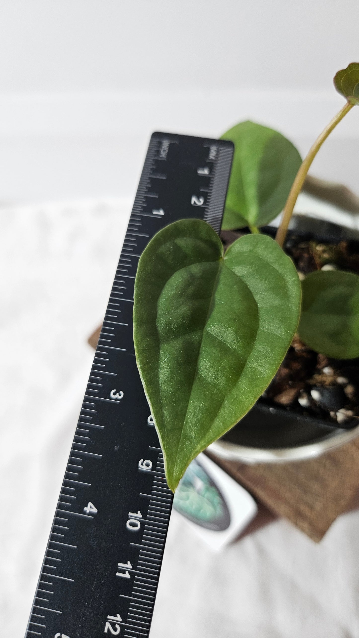 Anthurium Besseae X Luxurians "Format PETIT" (ANT-412)