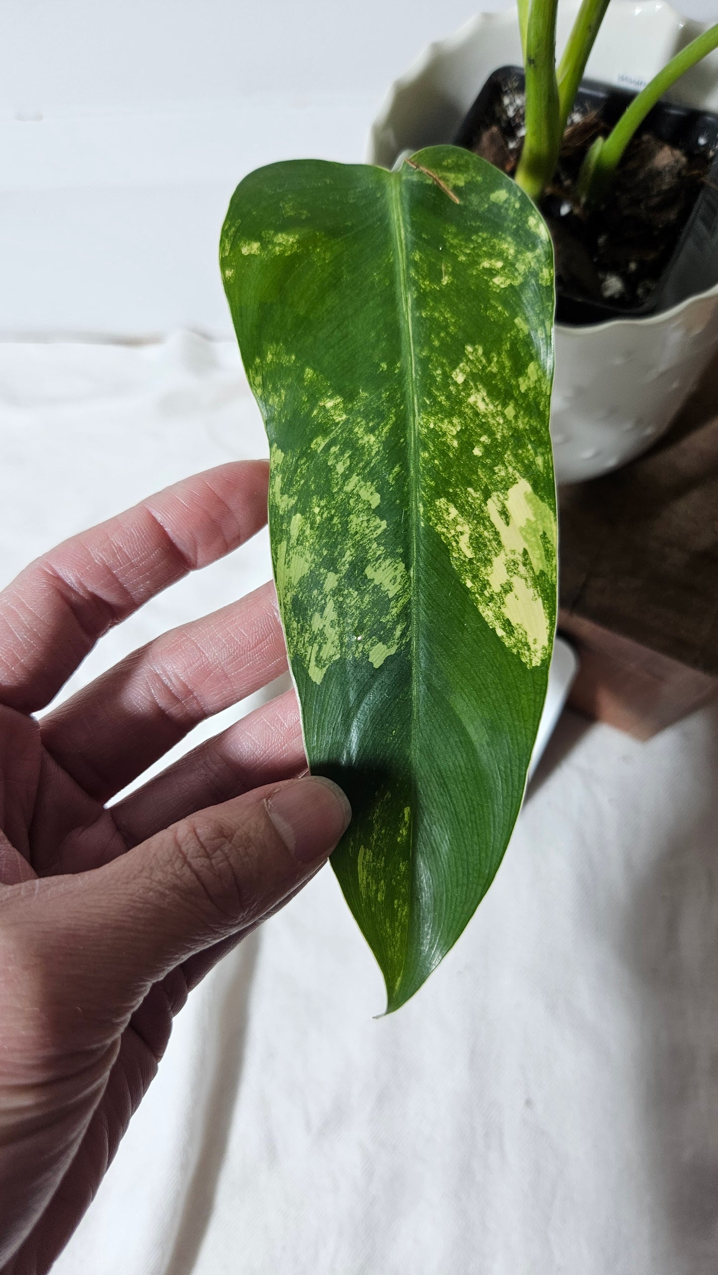 Philodendron Domesticum Variegata (PHI-664)