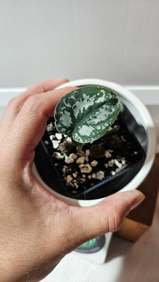 Scindapsus Silver Queen (SCI-1186)