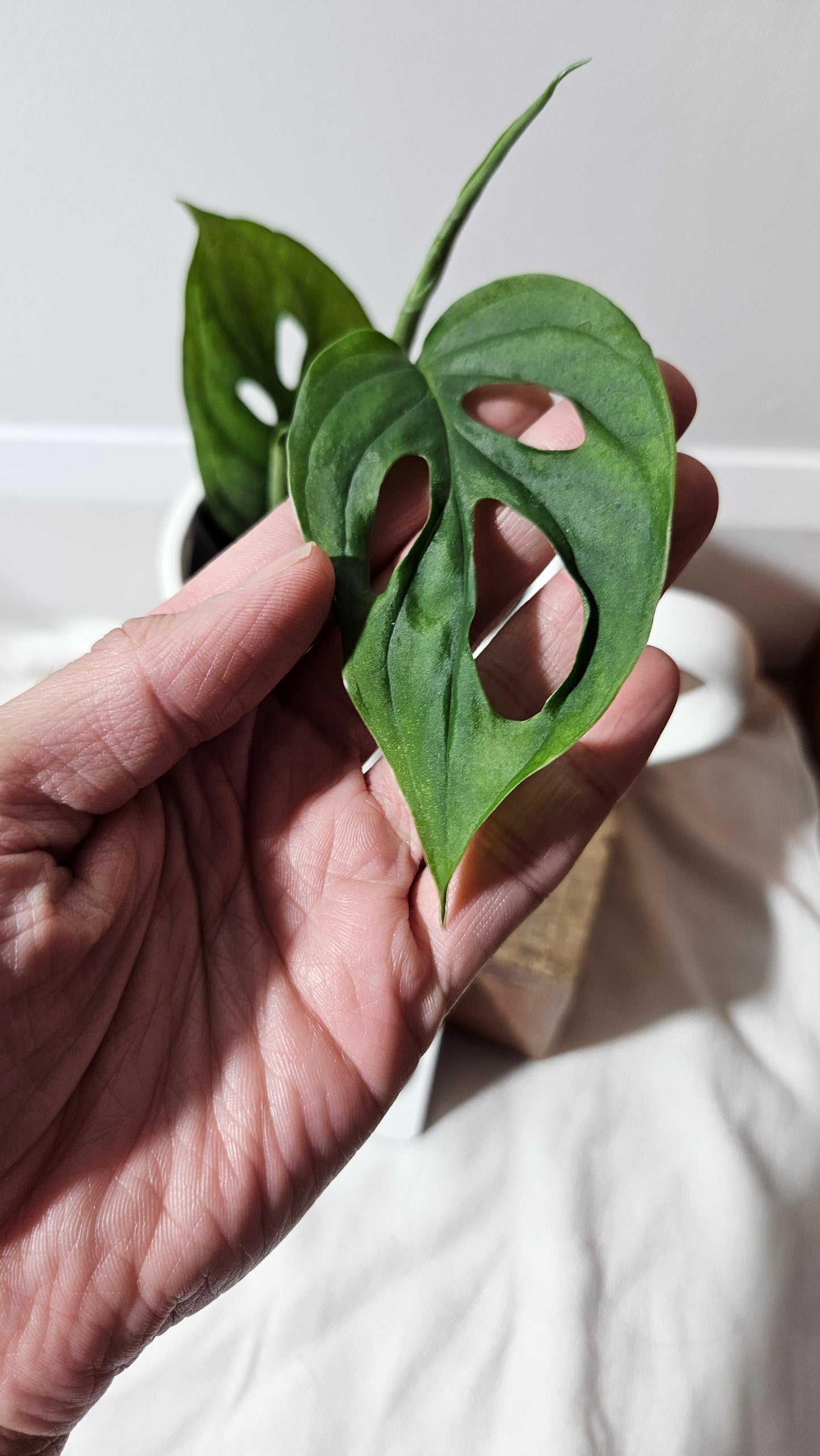 Monstera Cuyabeno (MON-170)