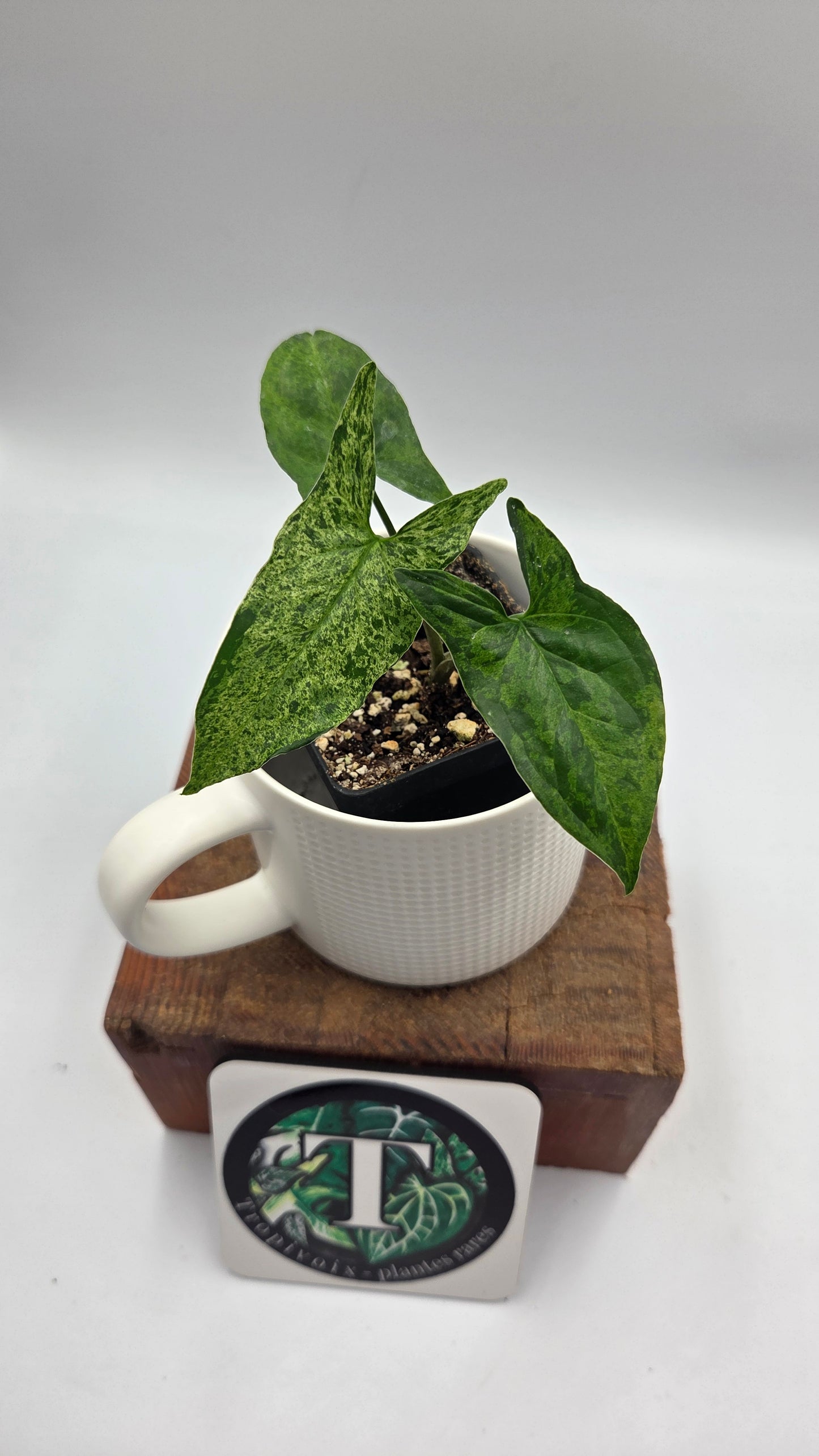 Syngonium Mojito (SYN-515)