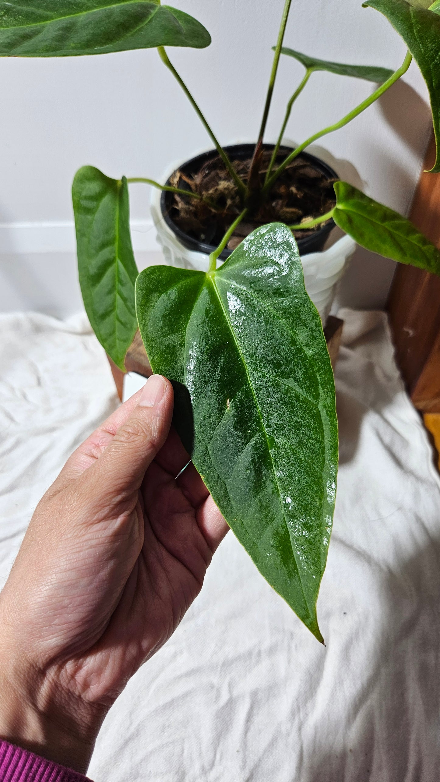 Anthurium Portillae Indo "format MEDIUM/LARGE" (ANT-125)