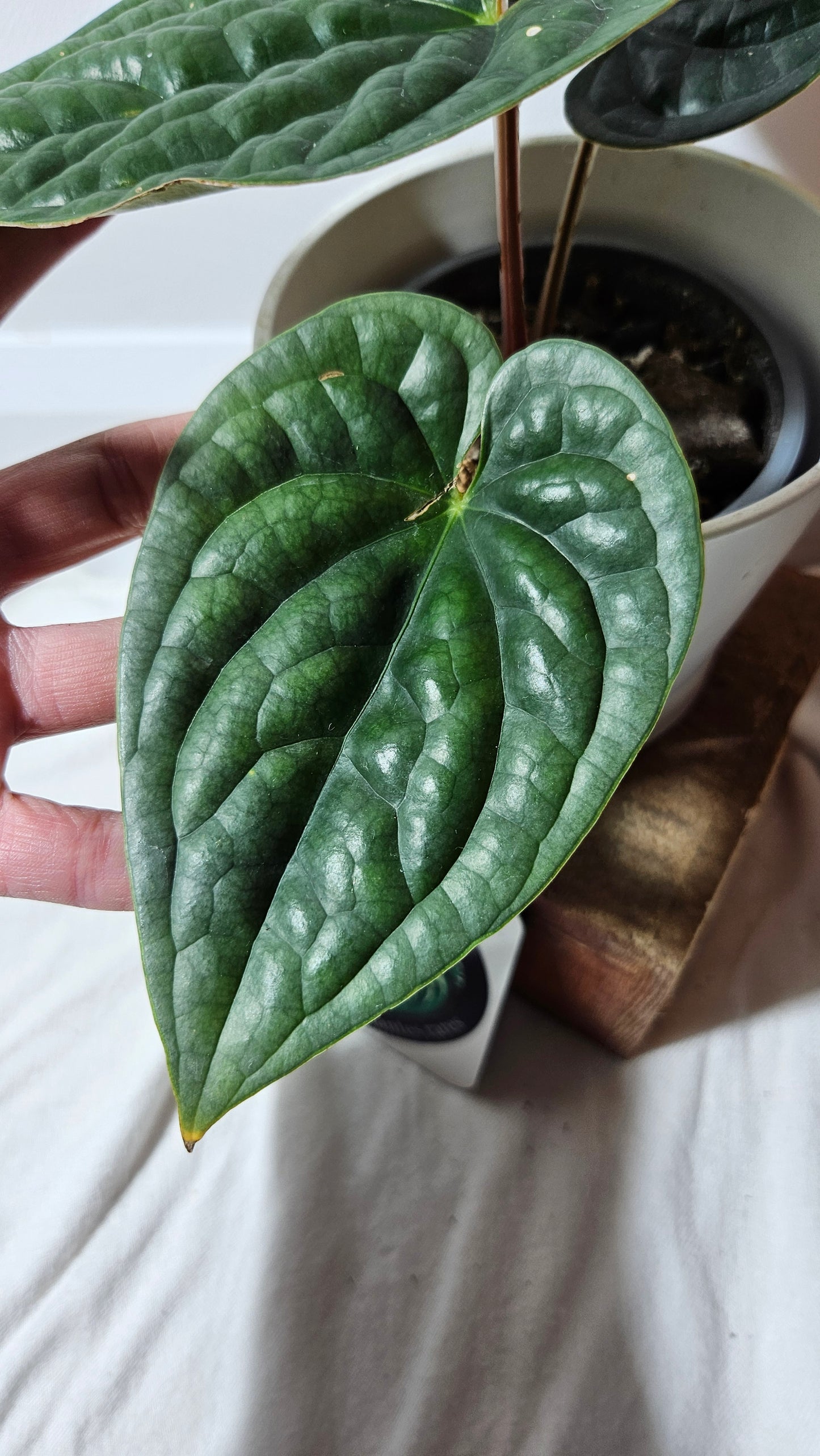 Anthurium Luxurians Tamarindo "format MOYEN" (ANT-218)