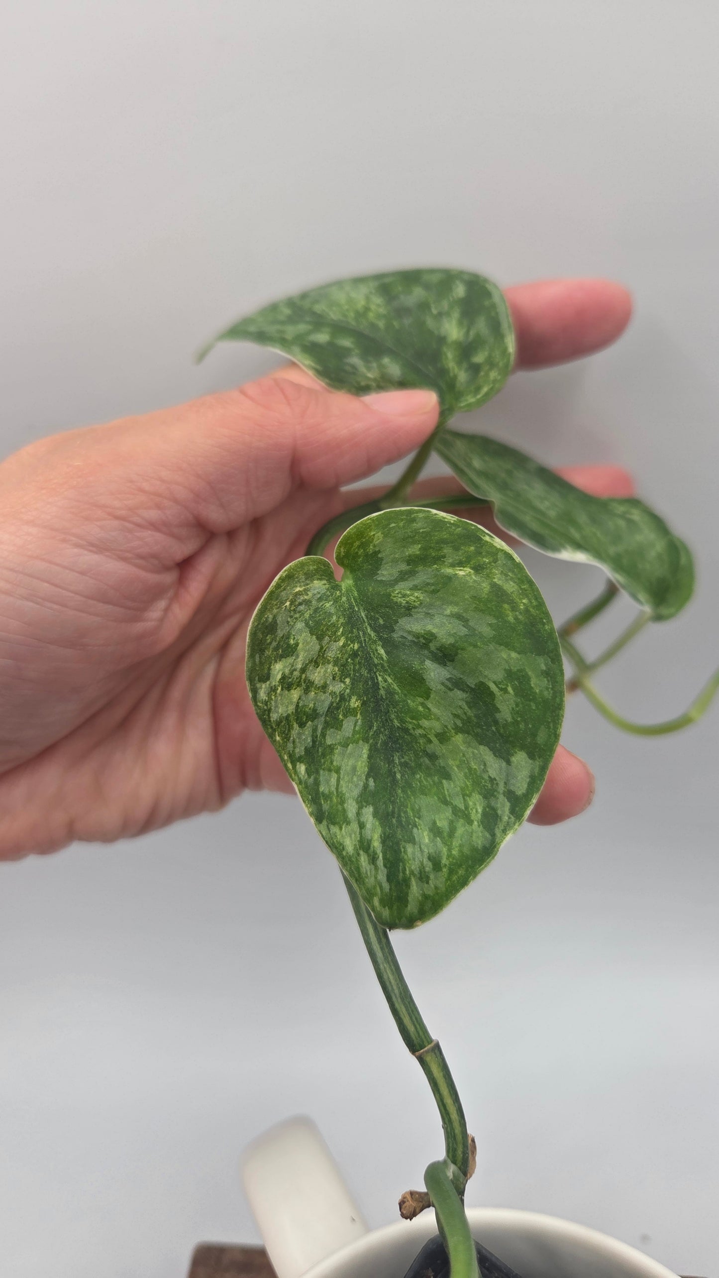 Scindapsus Exotica Salaka Tricolore (SCI-894)