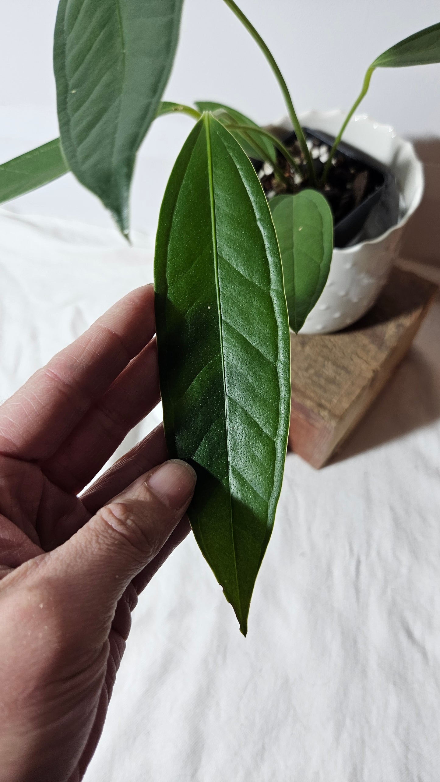 Anthurium Macphersonii "format MOYEN" (ANT-257)