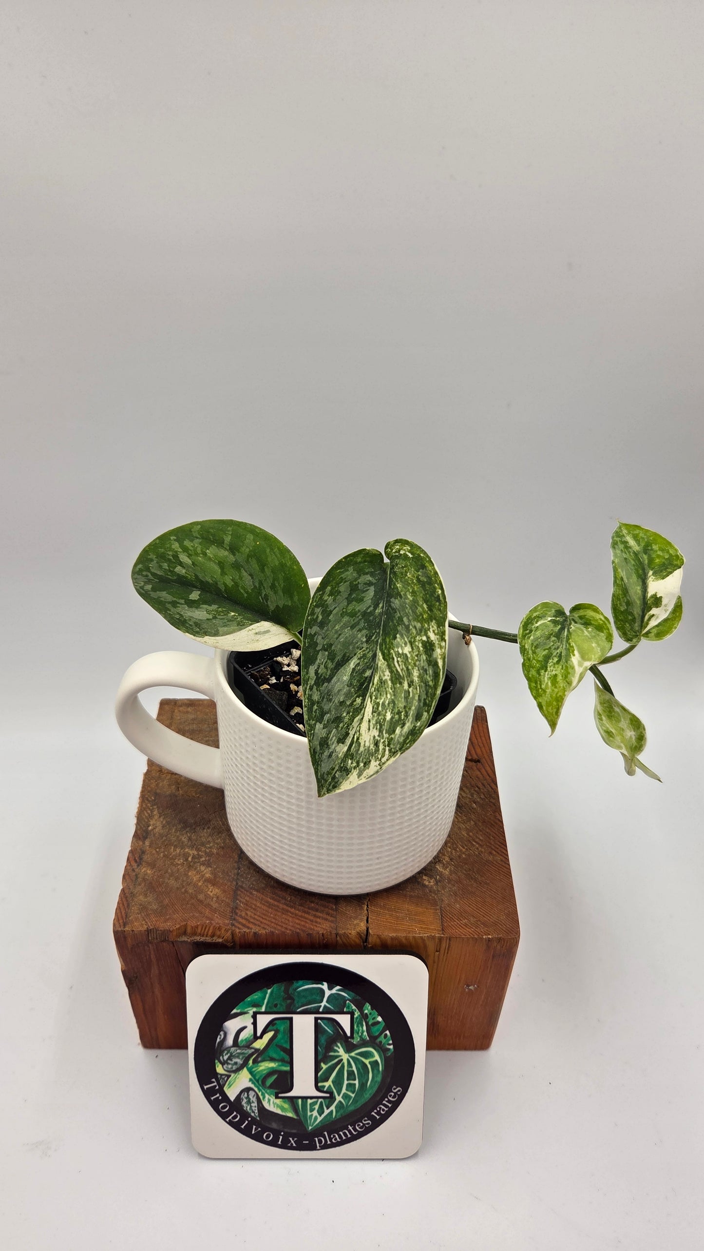 Scindapsus Silver Splash Kiara (SCI-1016)