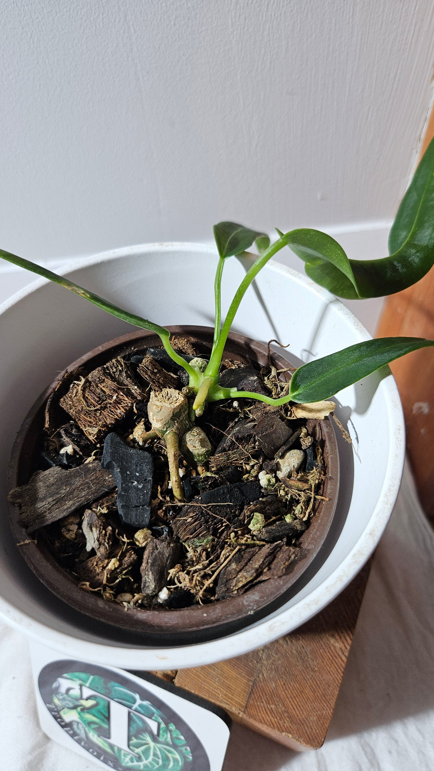 Anthurium Cirinoi aff Black Velvet "format MOYEN"(ANT-624)