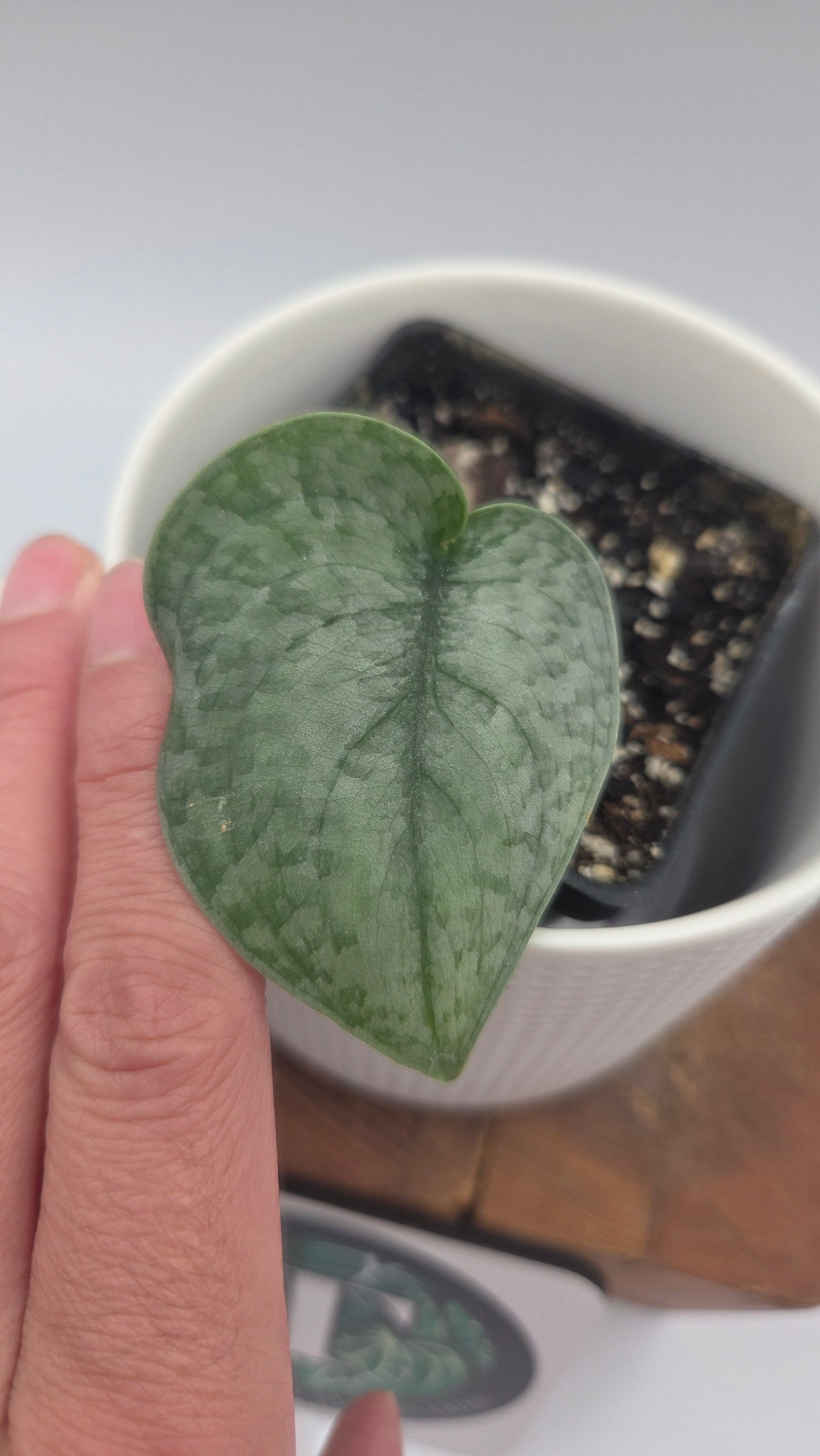 Scindapsus Silver Cloud (SCI-448)