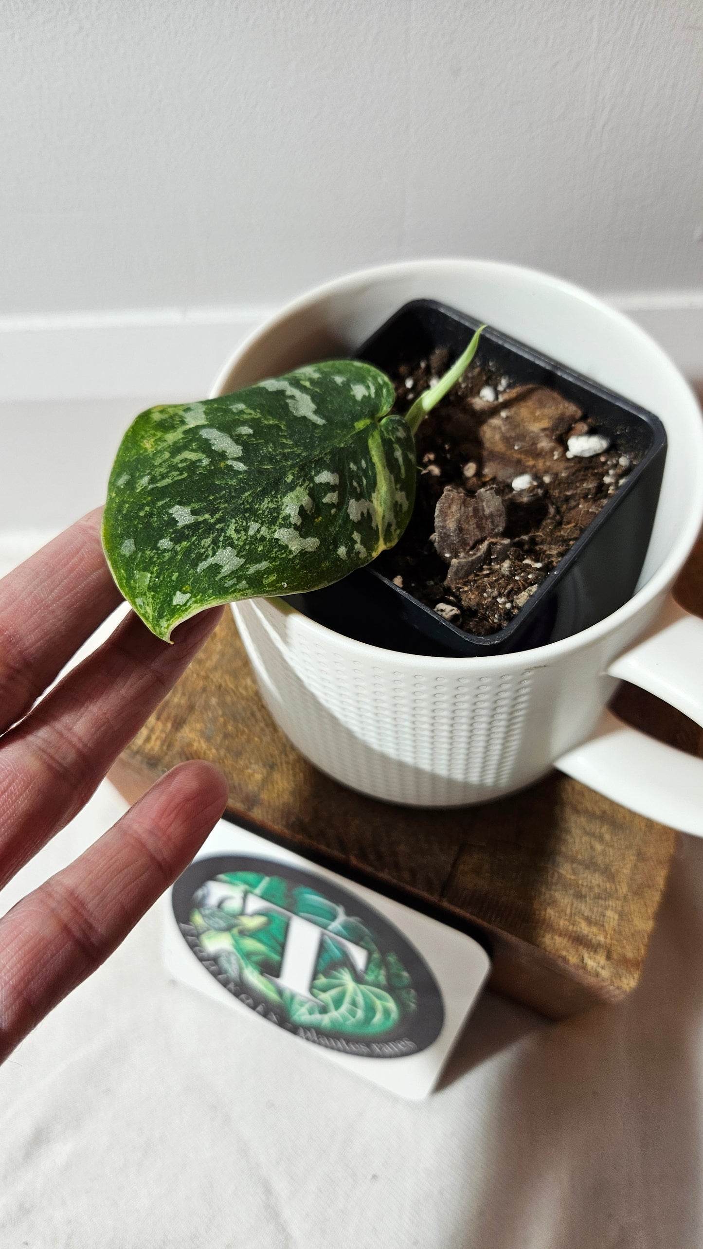 Scindapsus White Crocodile (SCI-1344)