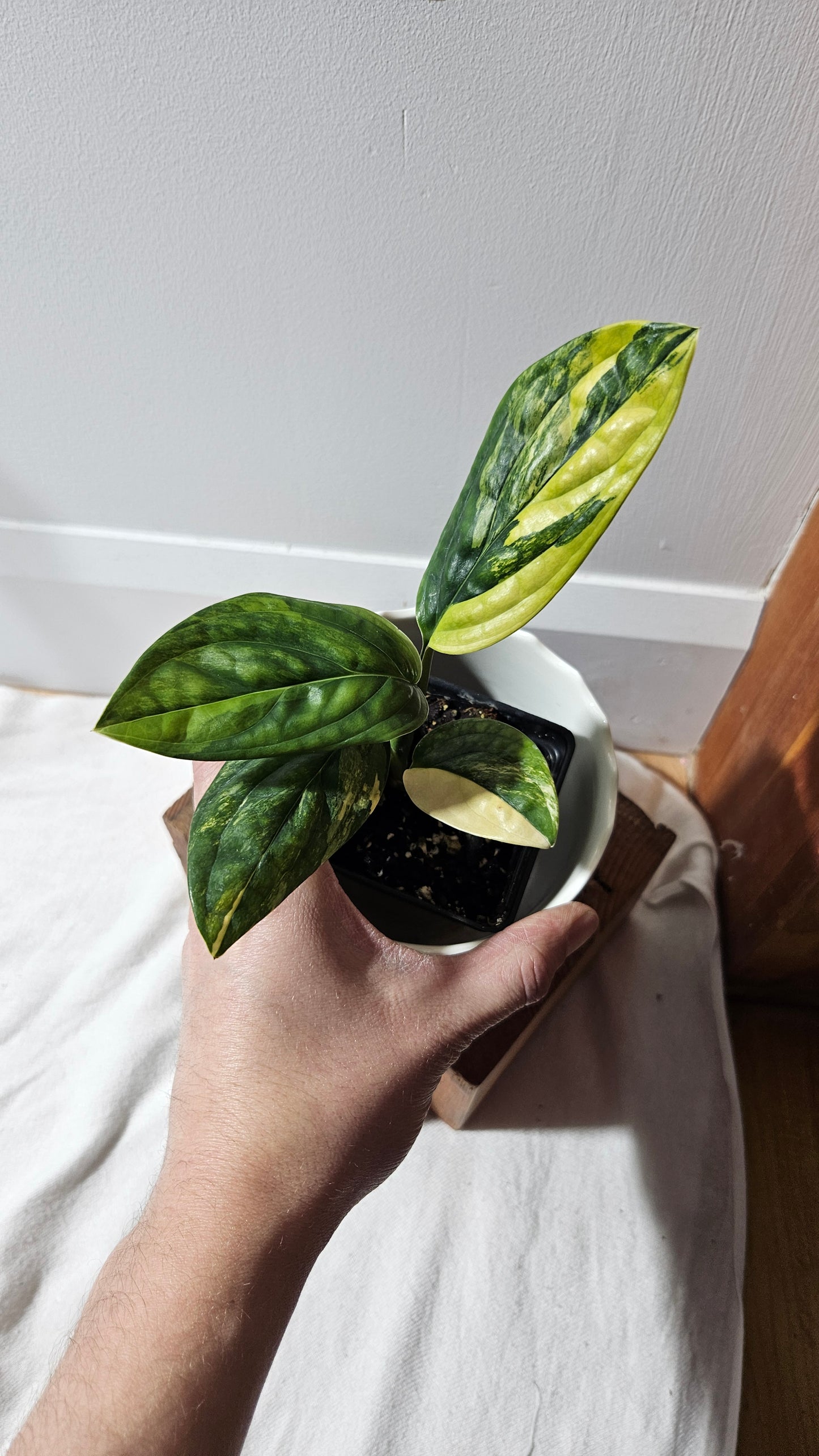 Monstera Karstenianum/Peru Variegata (MON-366)