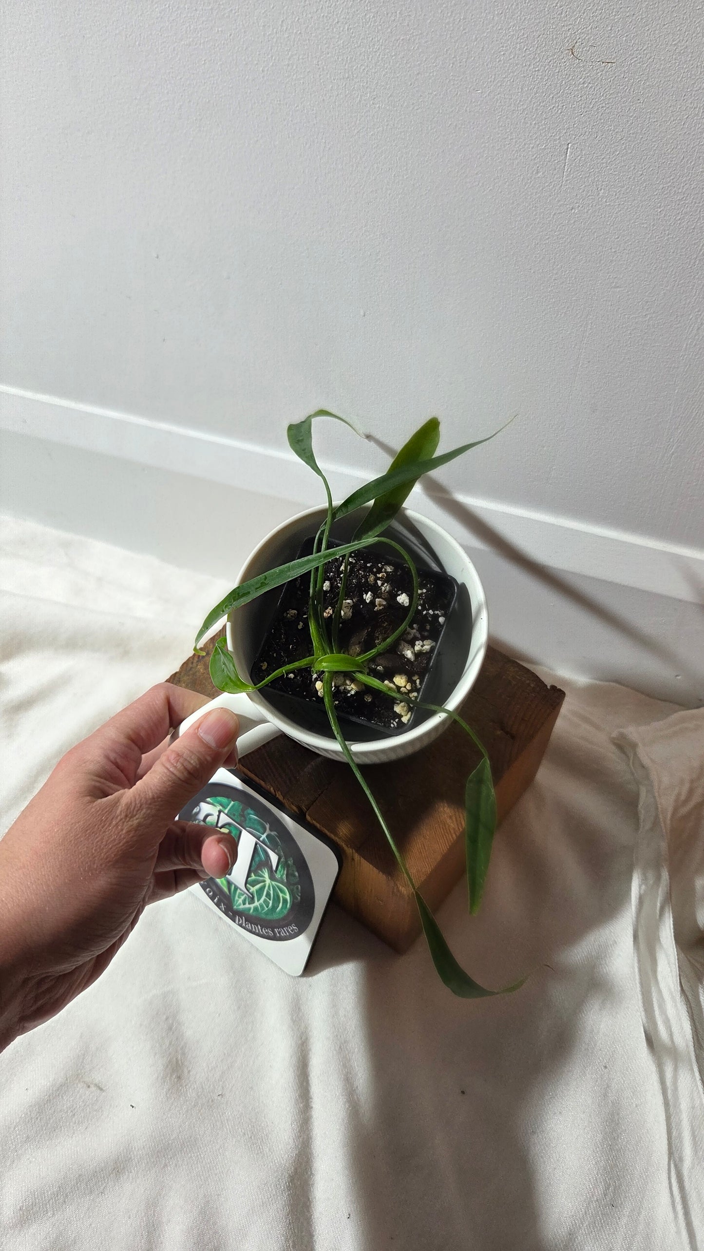 Philodendron Holtonianum Super Narrow (PHI-1018)