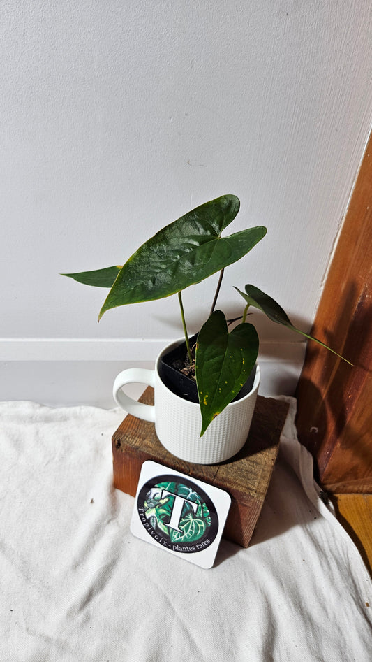 Anthurium Magnificum X AOS X Napo "format MOYEN" (ANT-637)