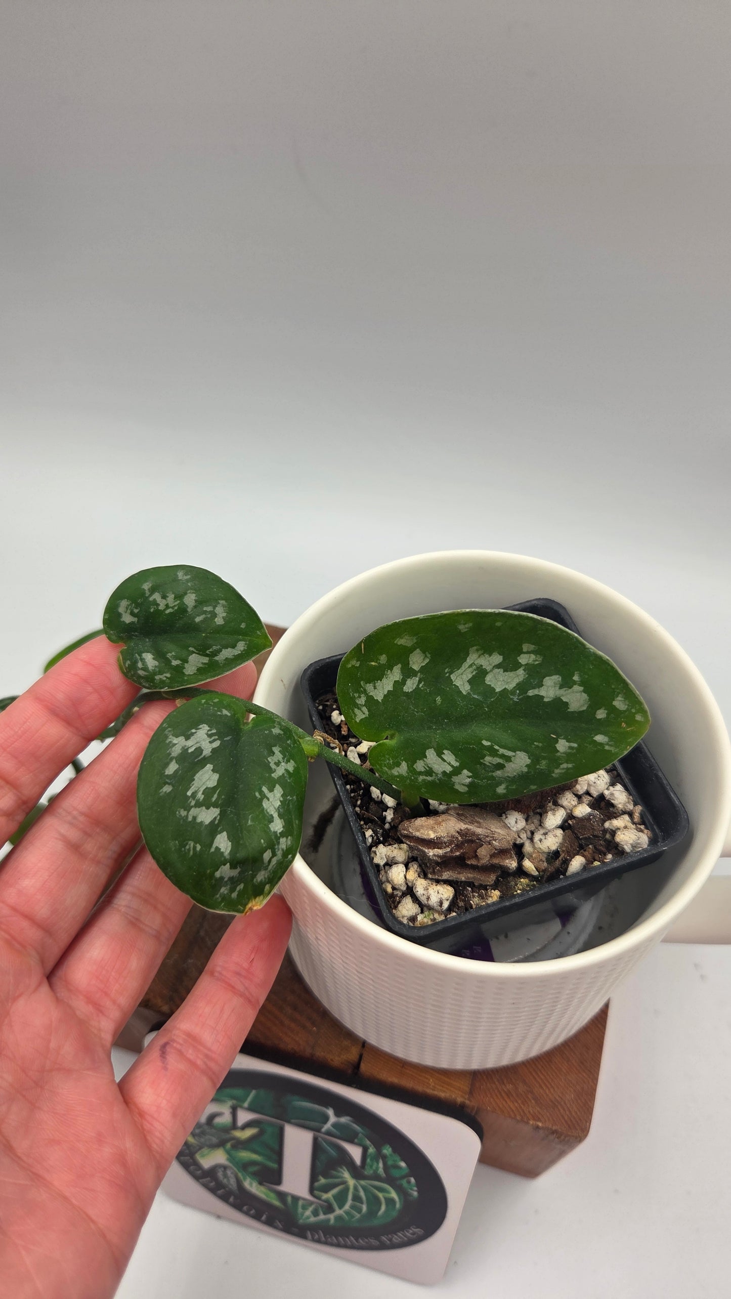 Scindapsus Black Exotica (SCI-1332)