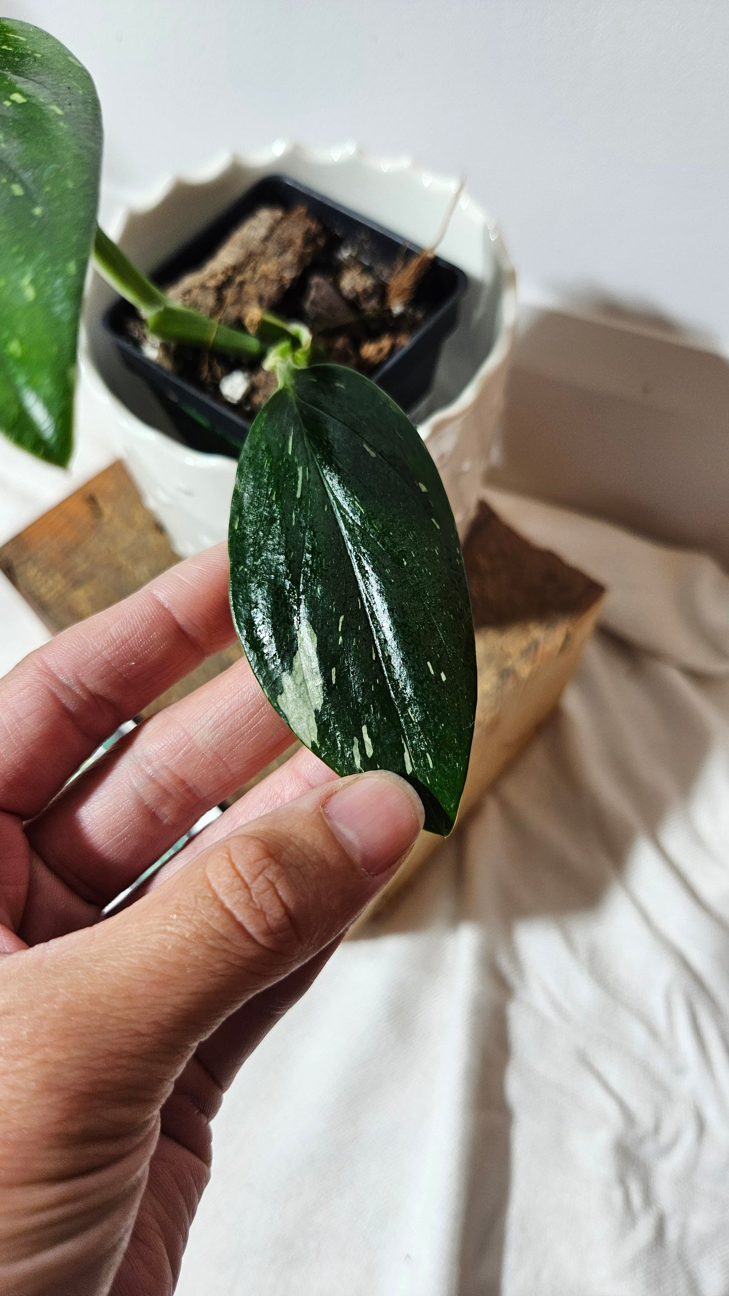 Monstera Standleyana Albo (MON-211)