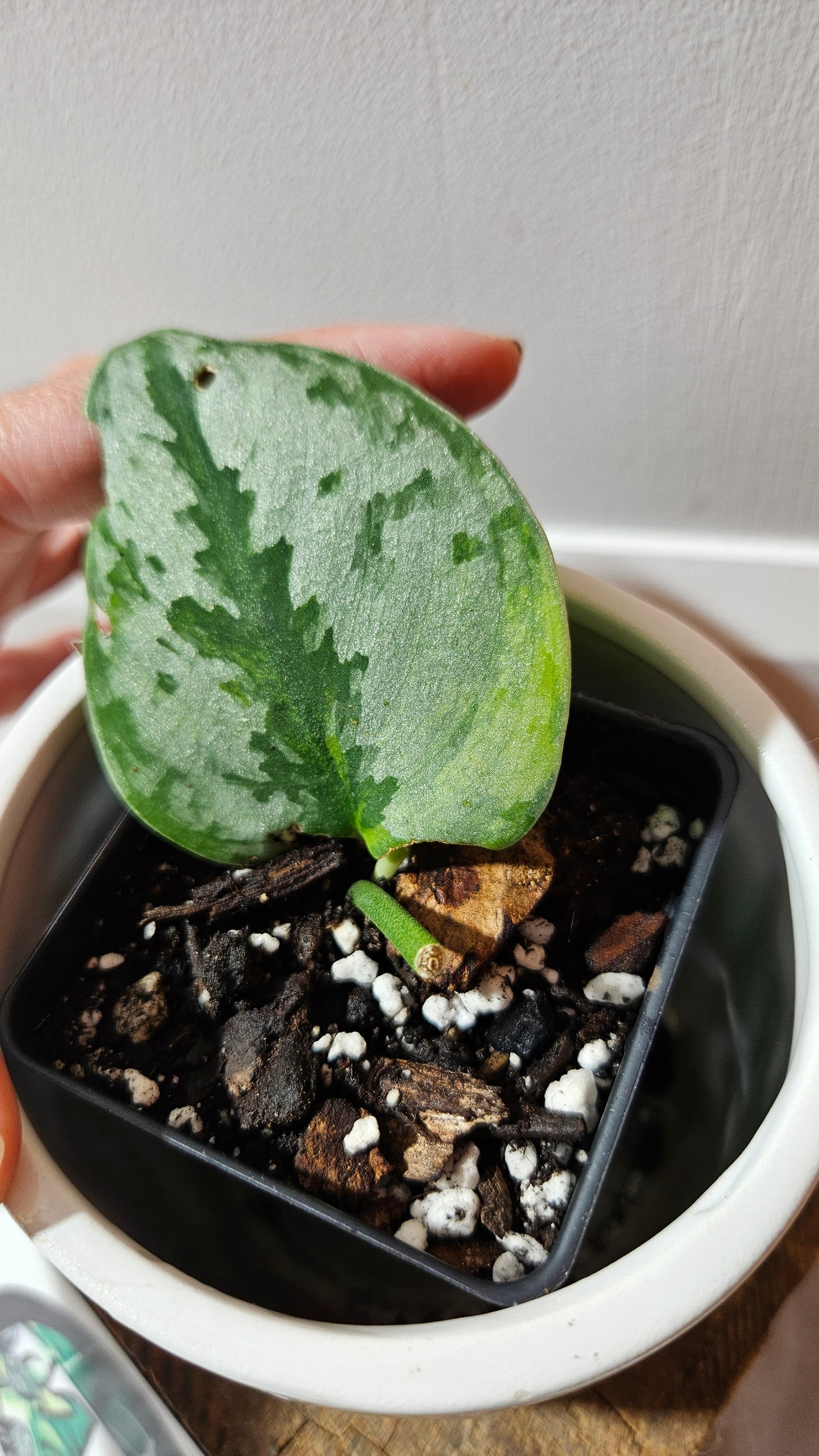 Scindapsus Yupa (SCI-1180)