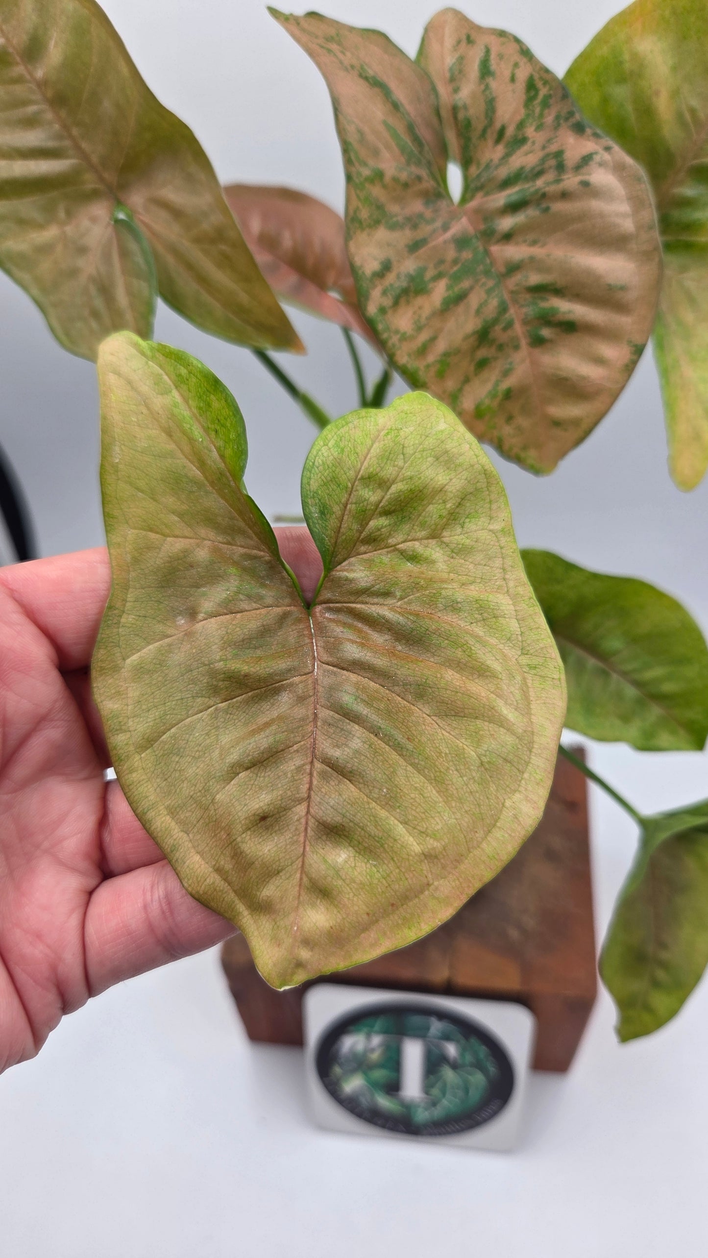 Syngonium Pink Flecked (SYN-508)