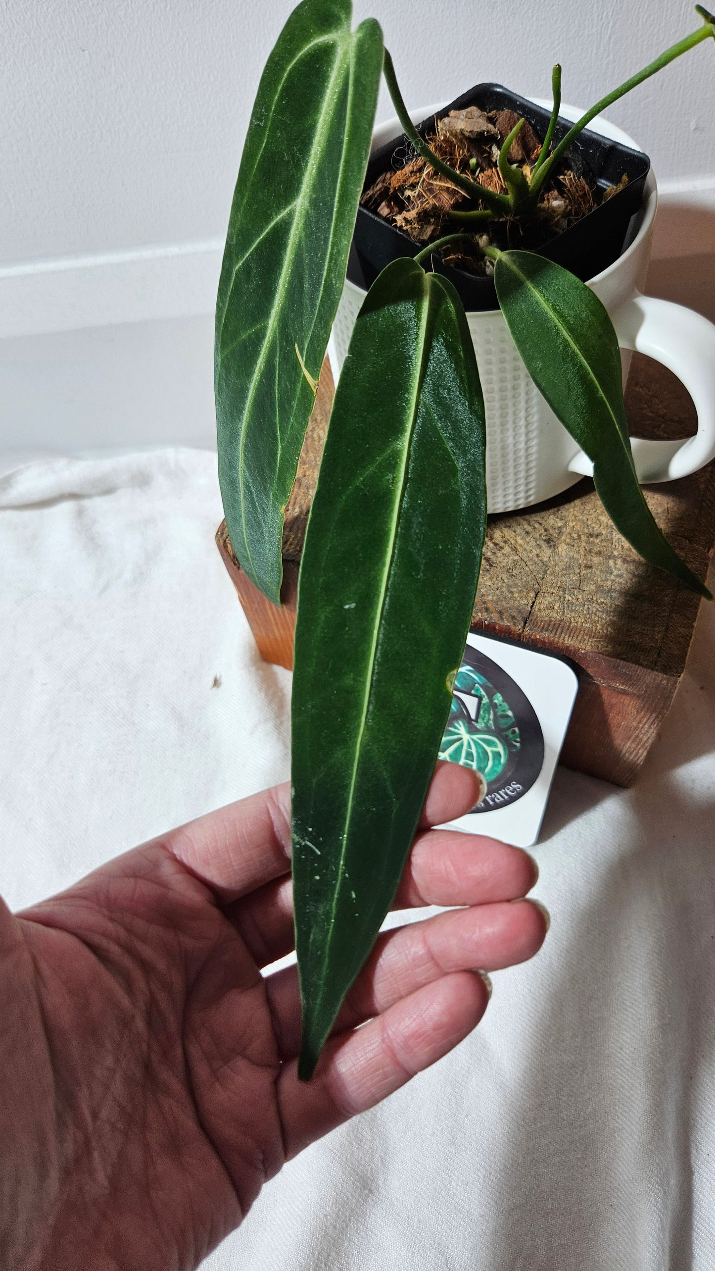 Anthurium Warocqueanum  "format MOYEN"(ANT-629)