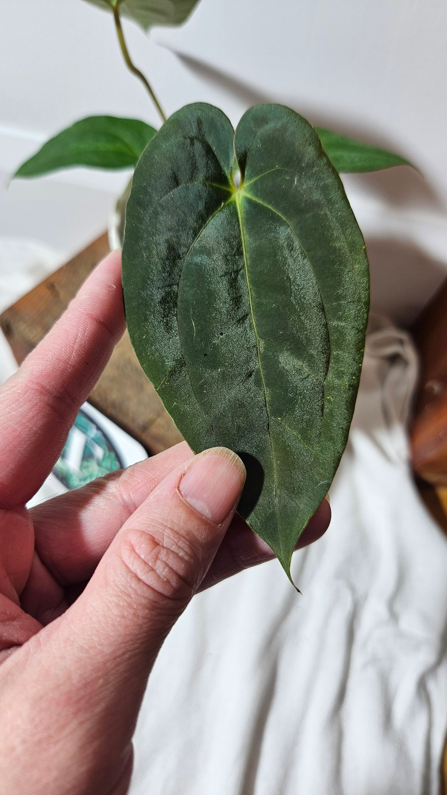 Anthurium  Papillilaminum (d'équateur) "format PETIT" (ANT-230)