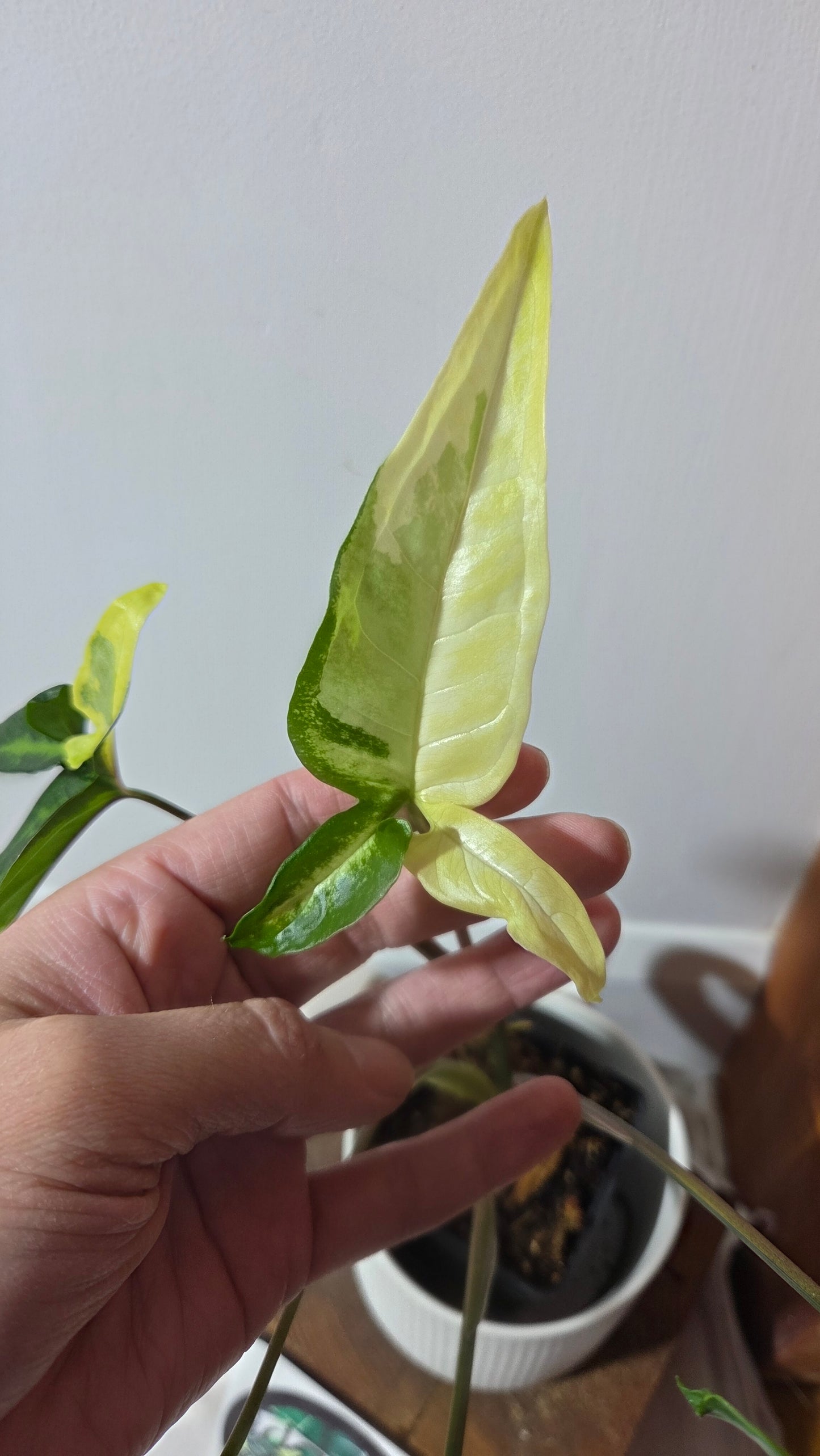 Syngonium Angustatum Albo (SYN-170)