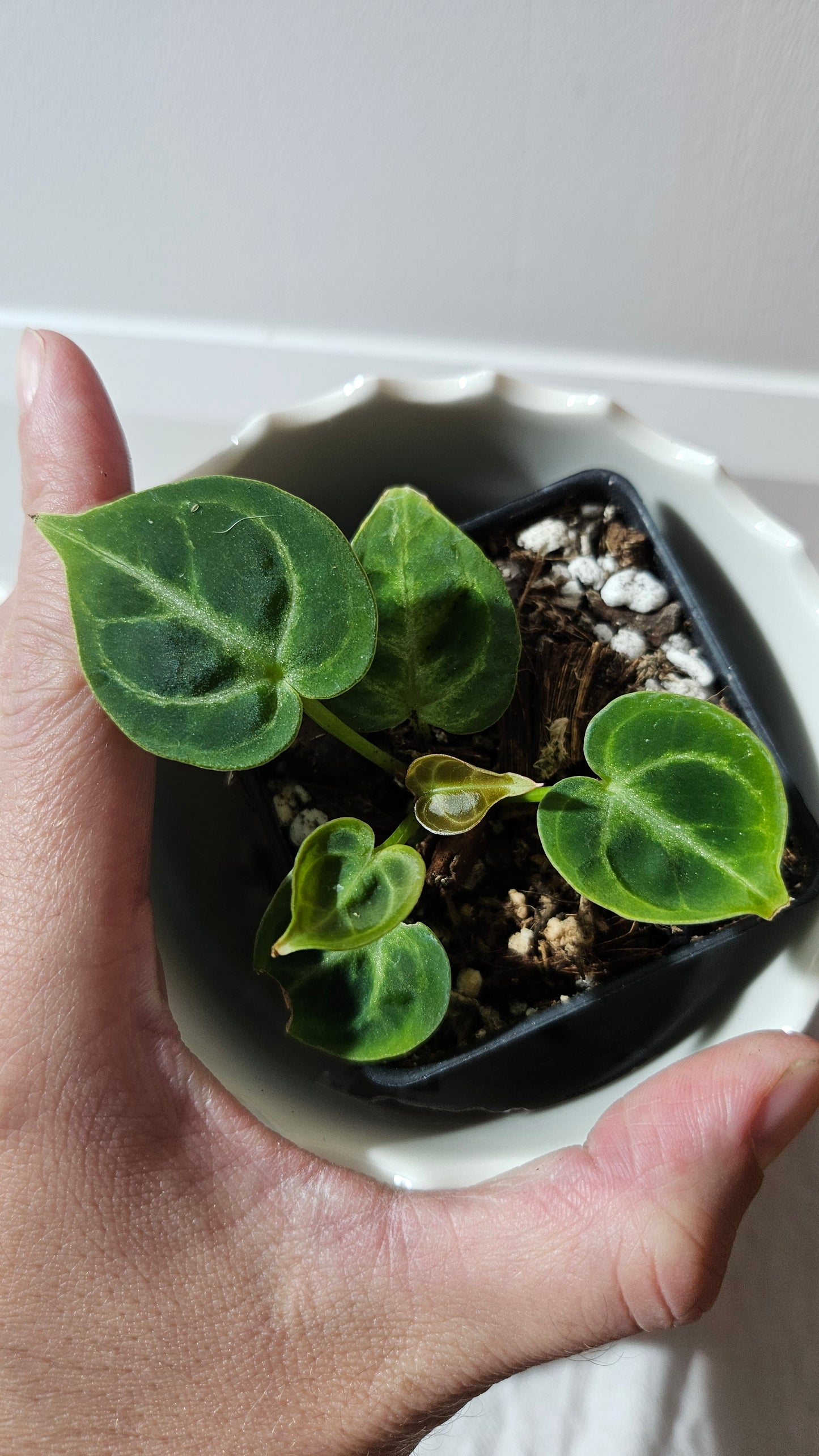 Anthurium Dorayaki Silver "format SEEDLING"( ANT-572)