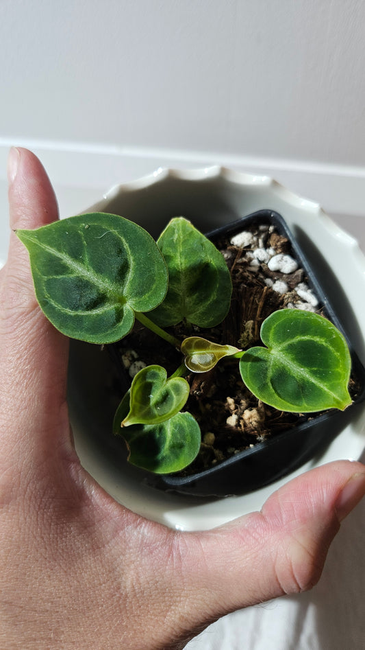 Anthurium Dorayaki Silver "format SEEDLING"( ANT-572)