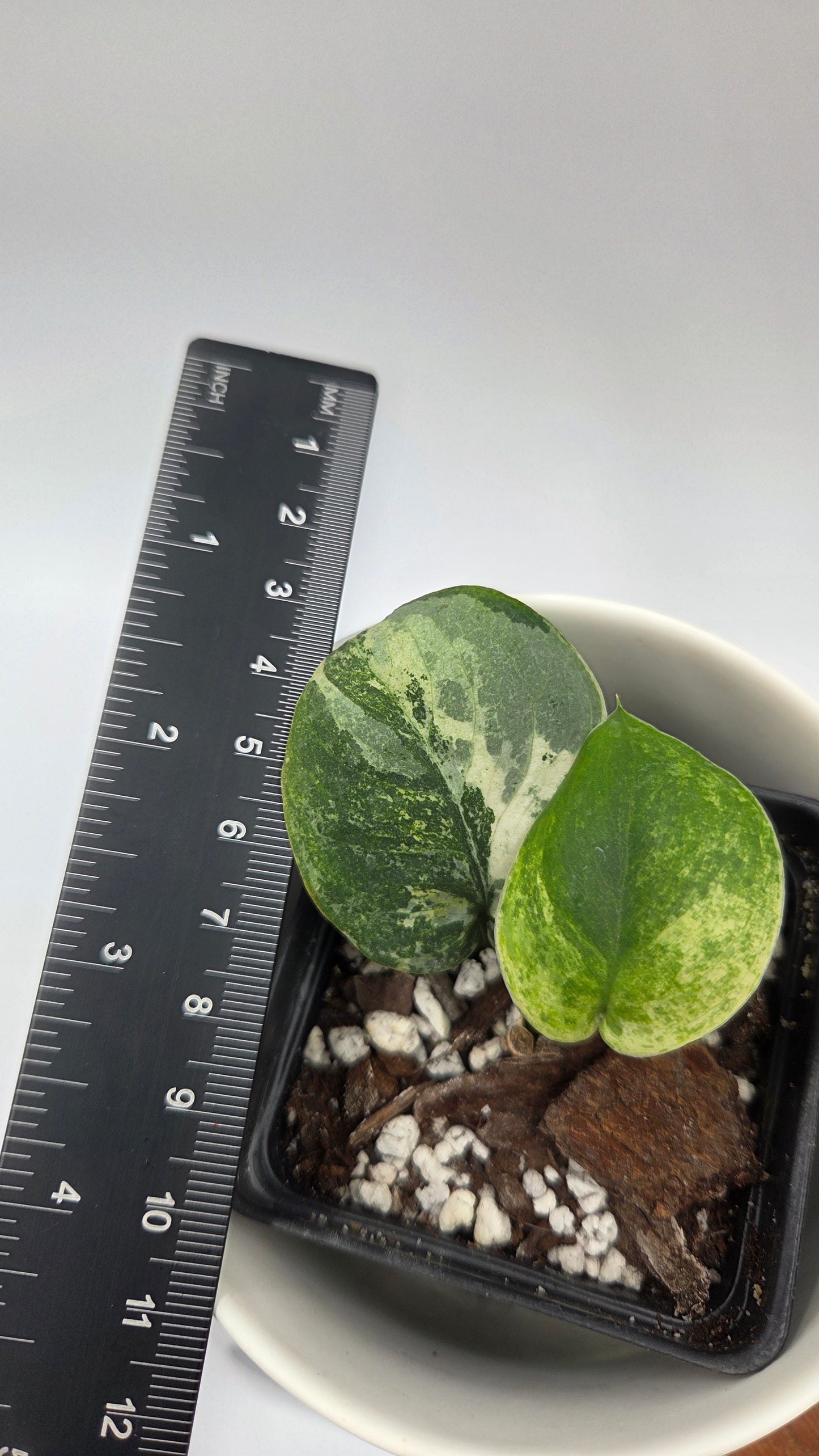 Scindapsus Silver Splash Tricolore (SCI-1436)