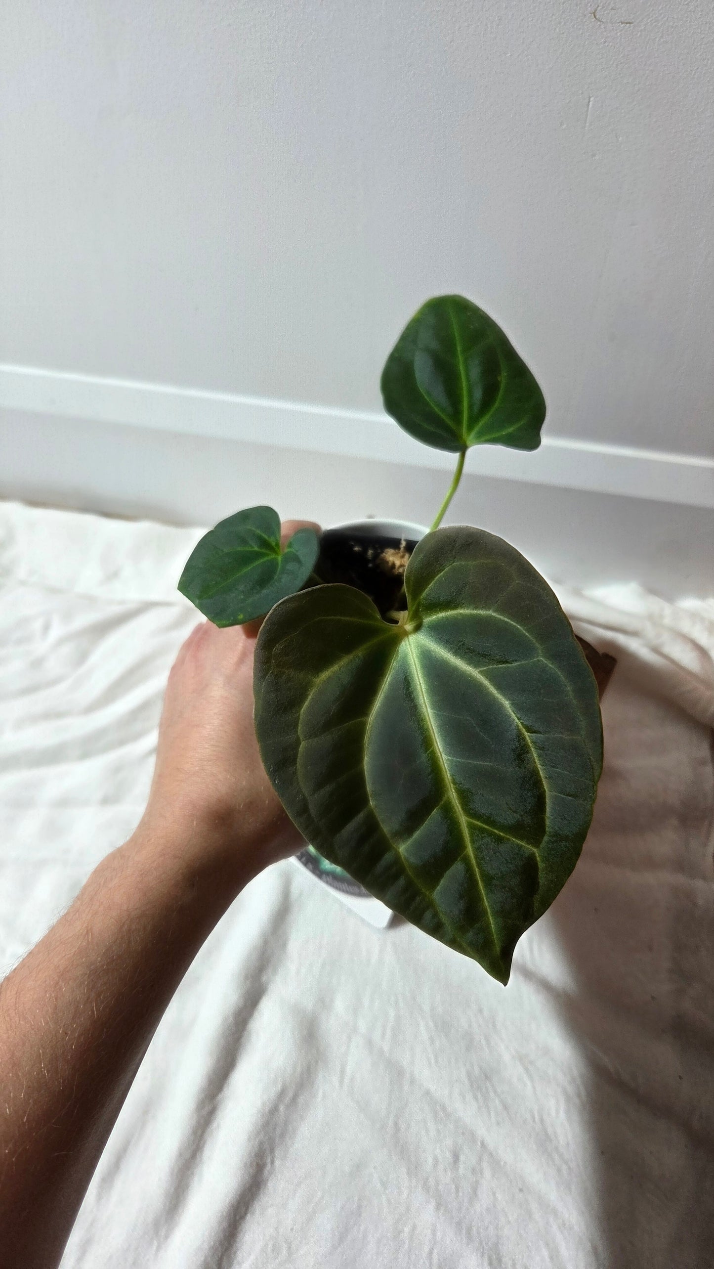 Anthurium Besseae Aff Velvet "Format MOYEN" (ANT-671)