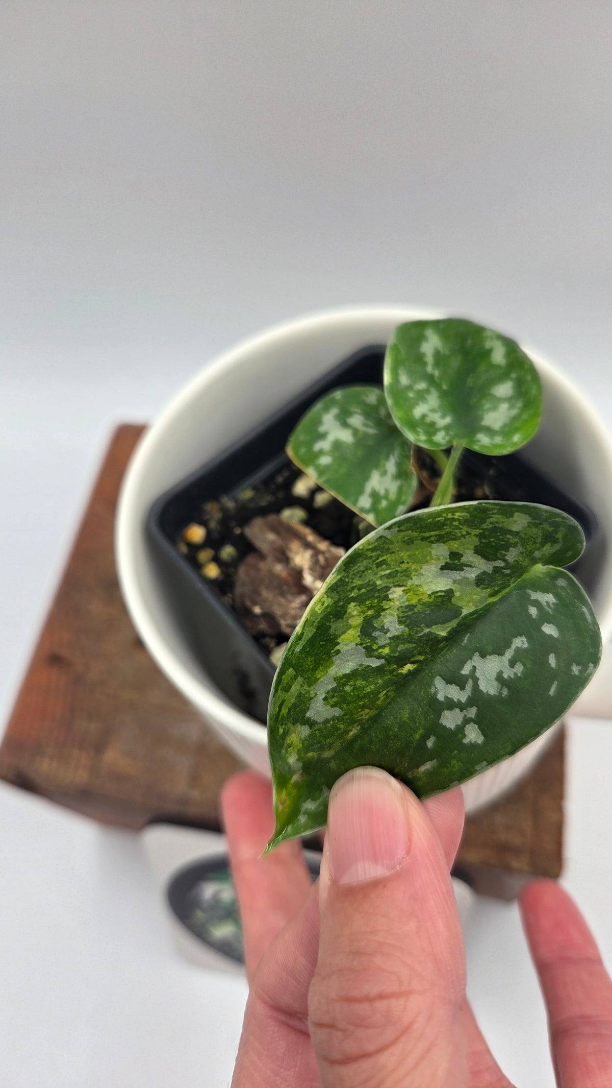 Scindapsus Argyraeus Variegata (SCI-1536)