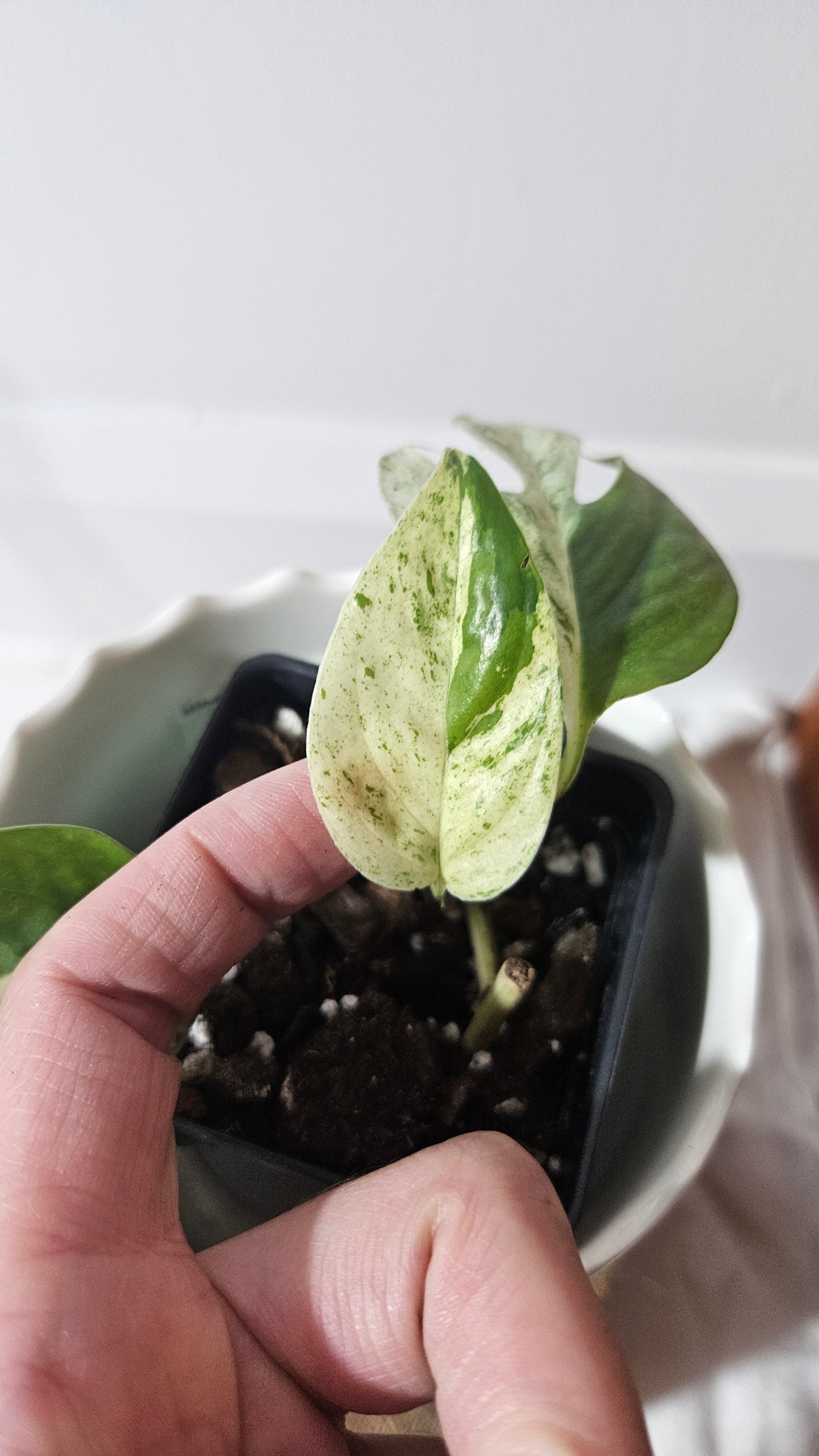 Epipremnum pinnatum Marble (EPI-210)