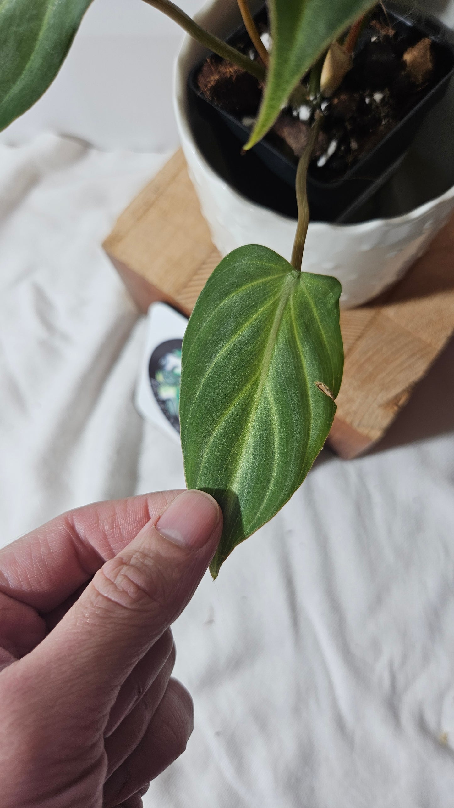 Philodendron Gloriosum White (PHI-675)