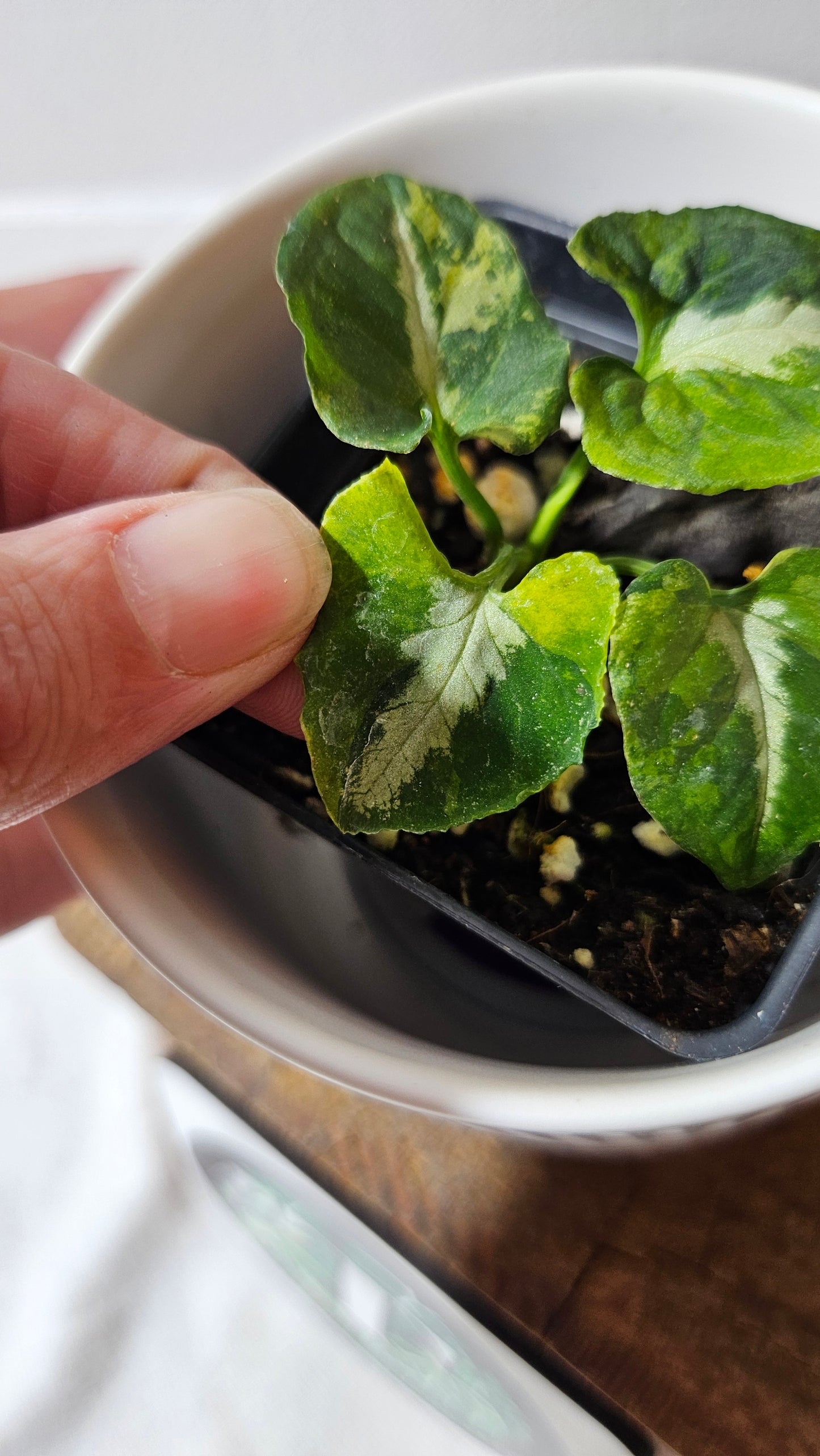 Syngonium Scrambled Eggs (SYN-478)