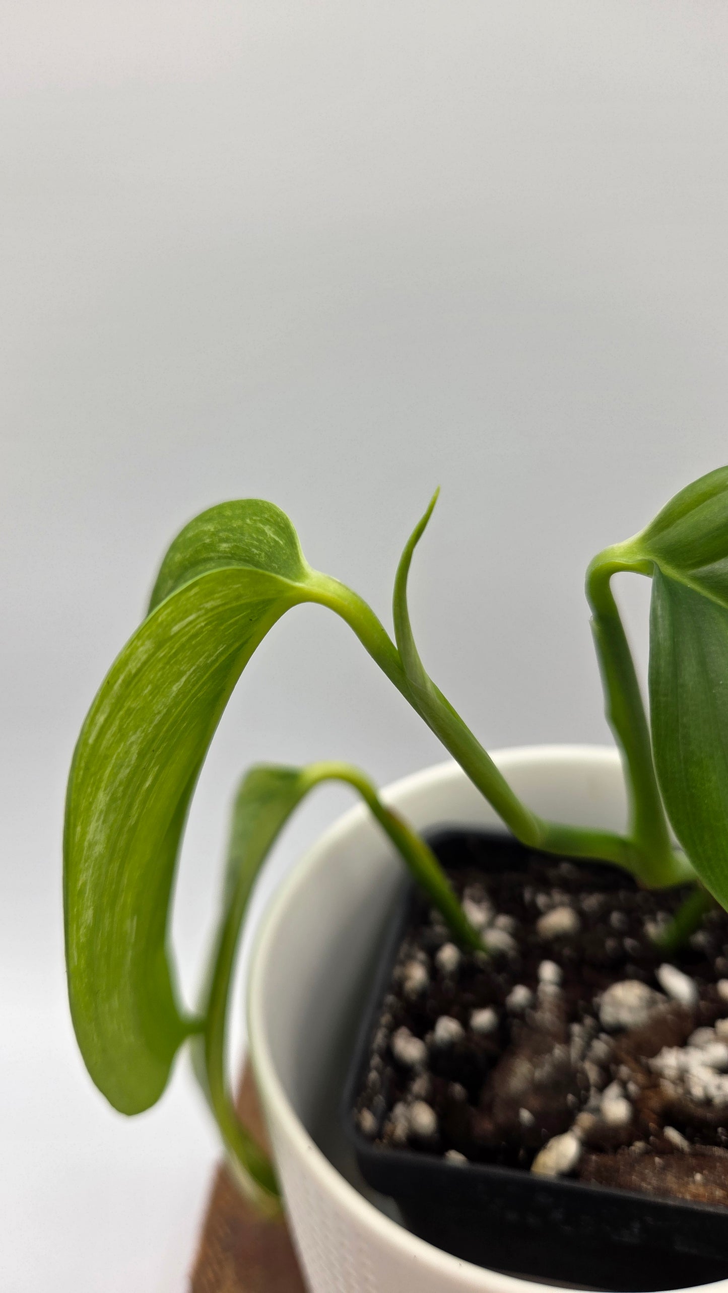 Scindapsus Longistipitatum Mint (SCI-1316)