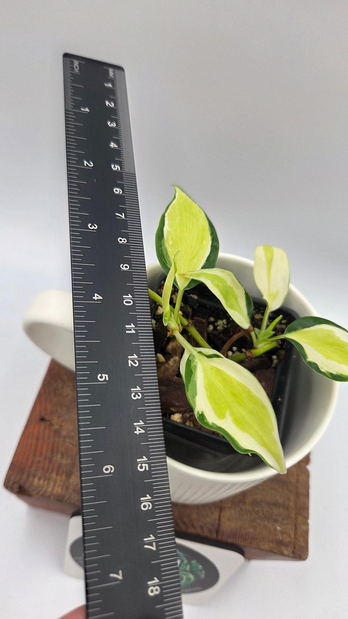 Philodendron Hederaceum Cream Splash (PHI-1101)