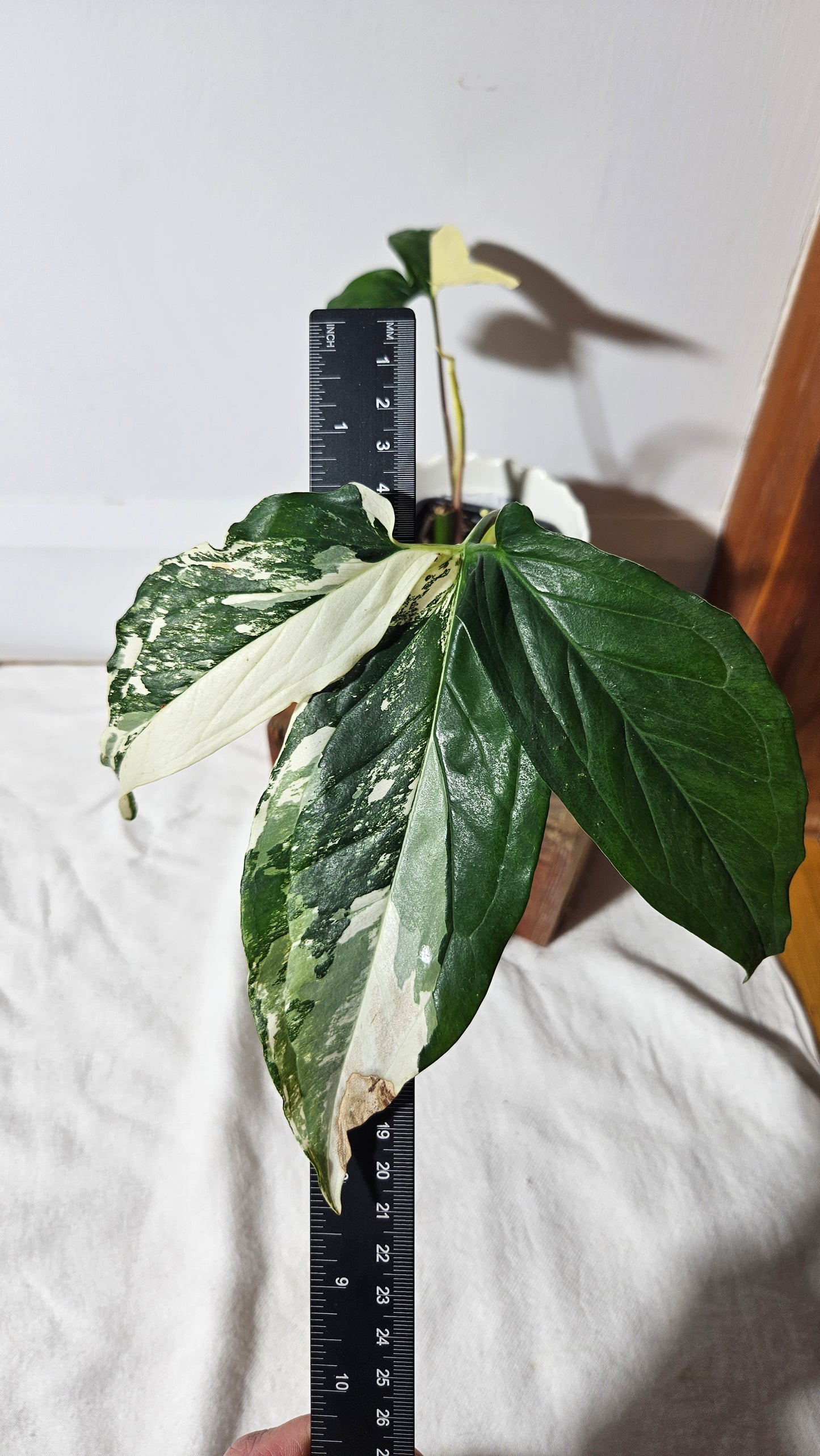 Syngonium Albo (SYN-326)