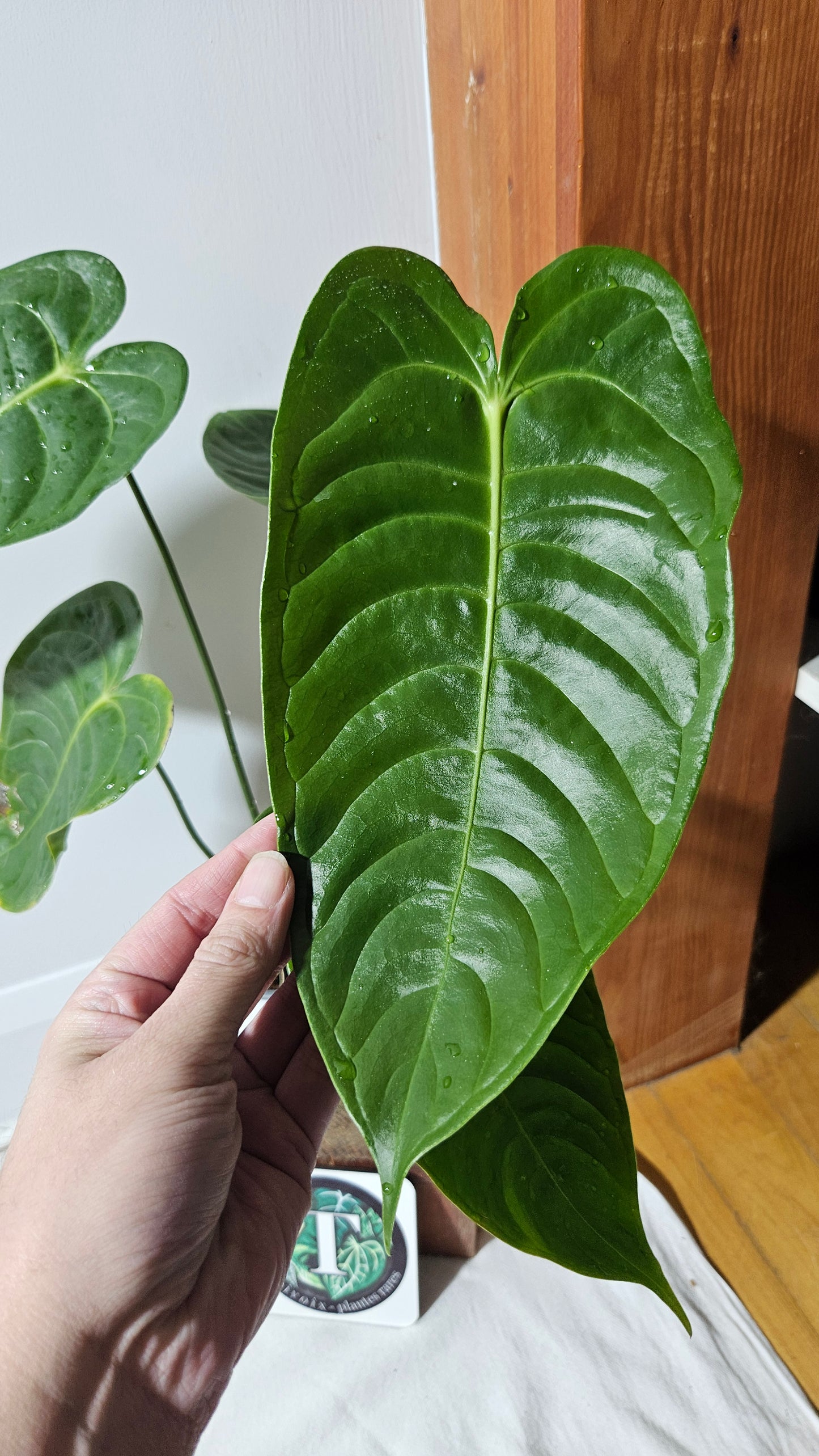 Anthurium Veitchii Narrow "format LARGE" (ANT-643)